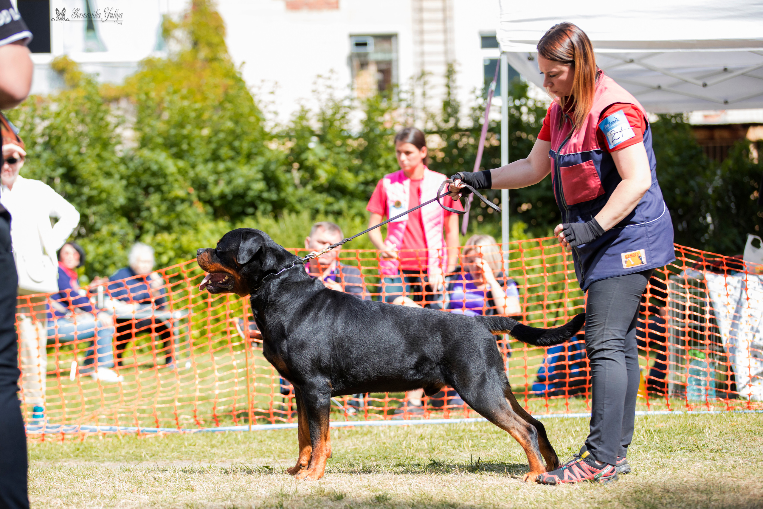 ПК и КЧК ротвейлеров Питер 22-23.07.2023. Фотограф-анималист Юлия Германика