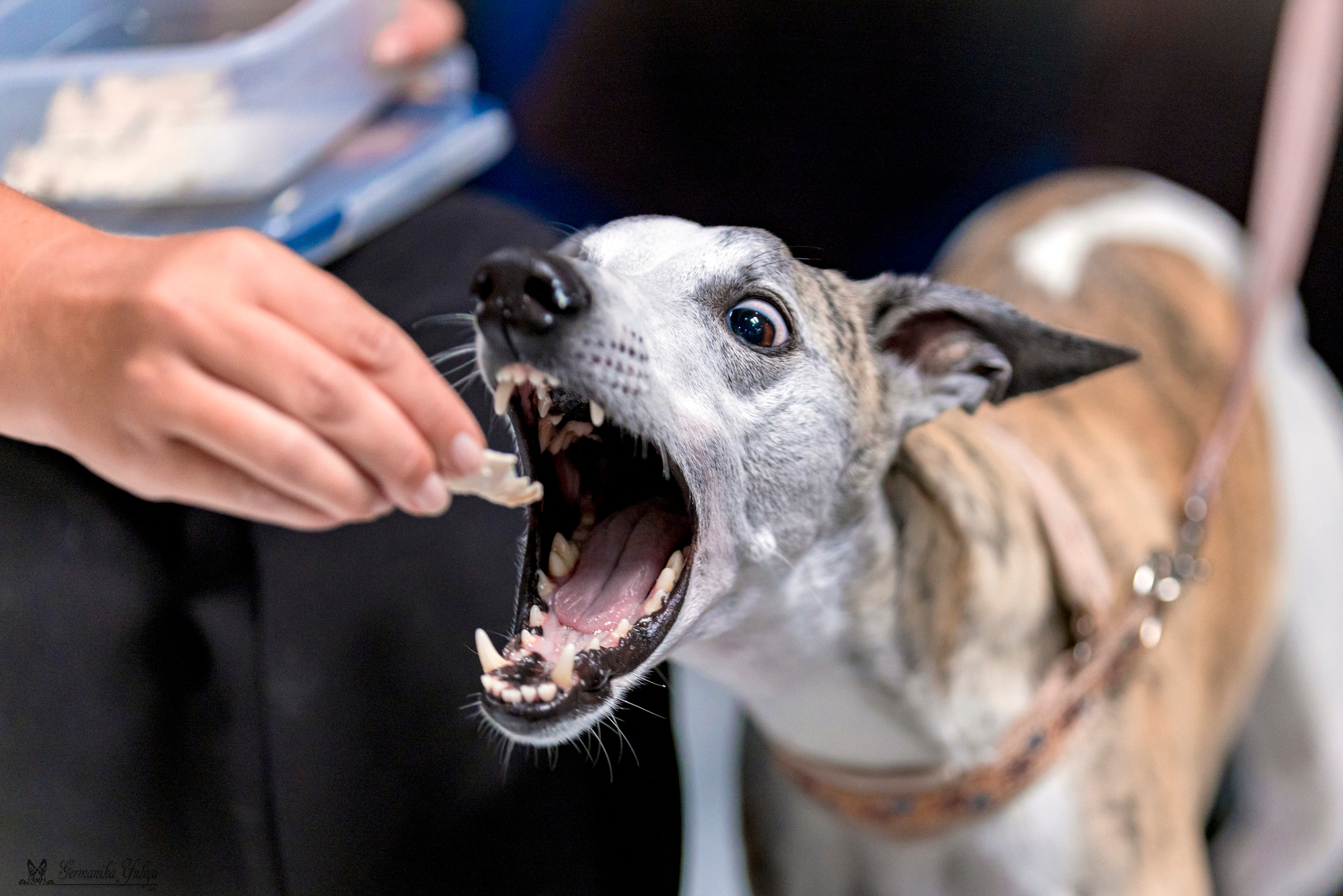 Крокус,Псков 5-6.08.2023. Фотограф-анималист Юлия Германика