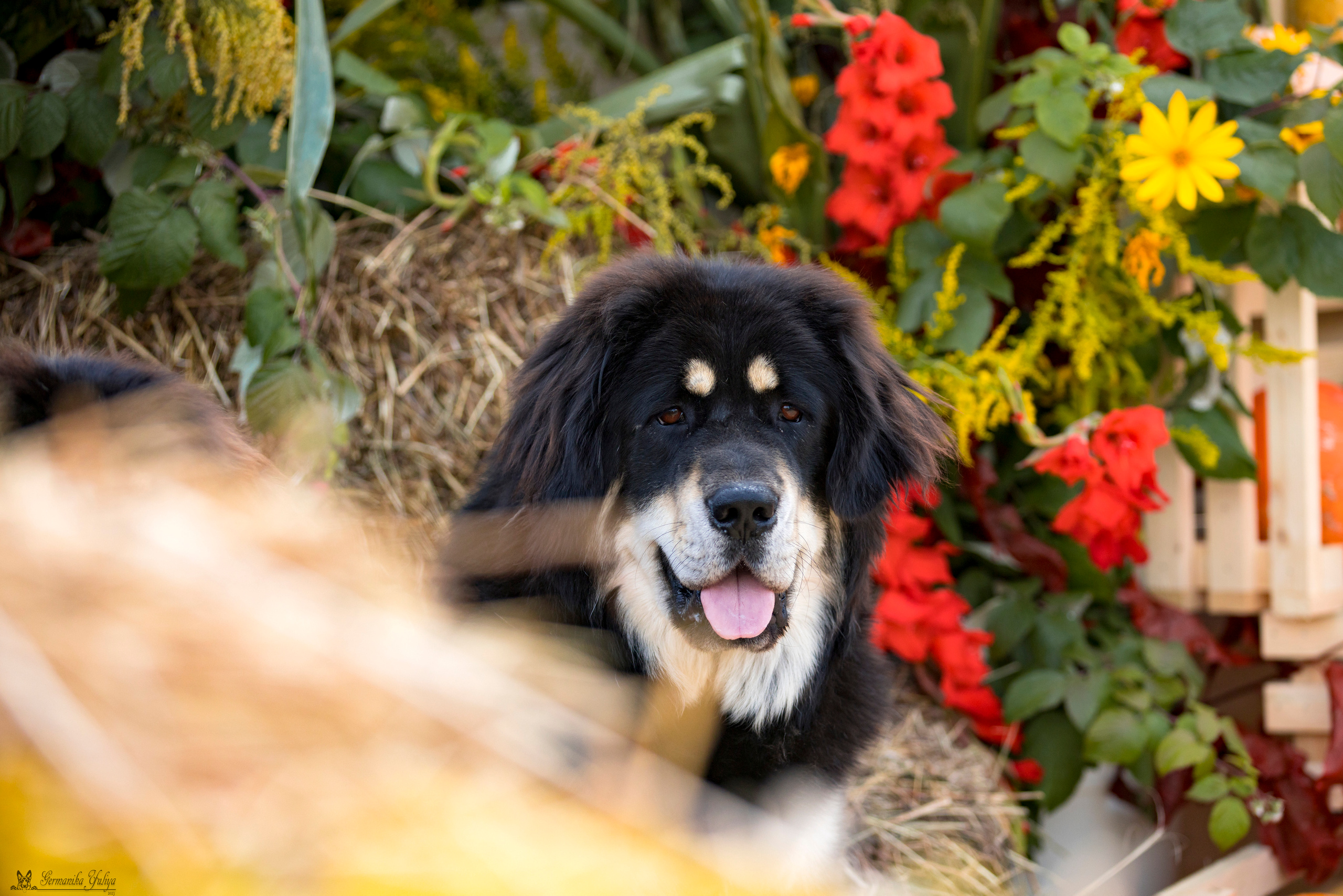 Питер 2-3.09.2023. Фотограф-анималист Юлия Германика