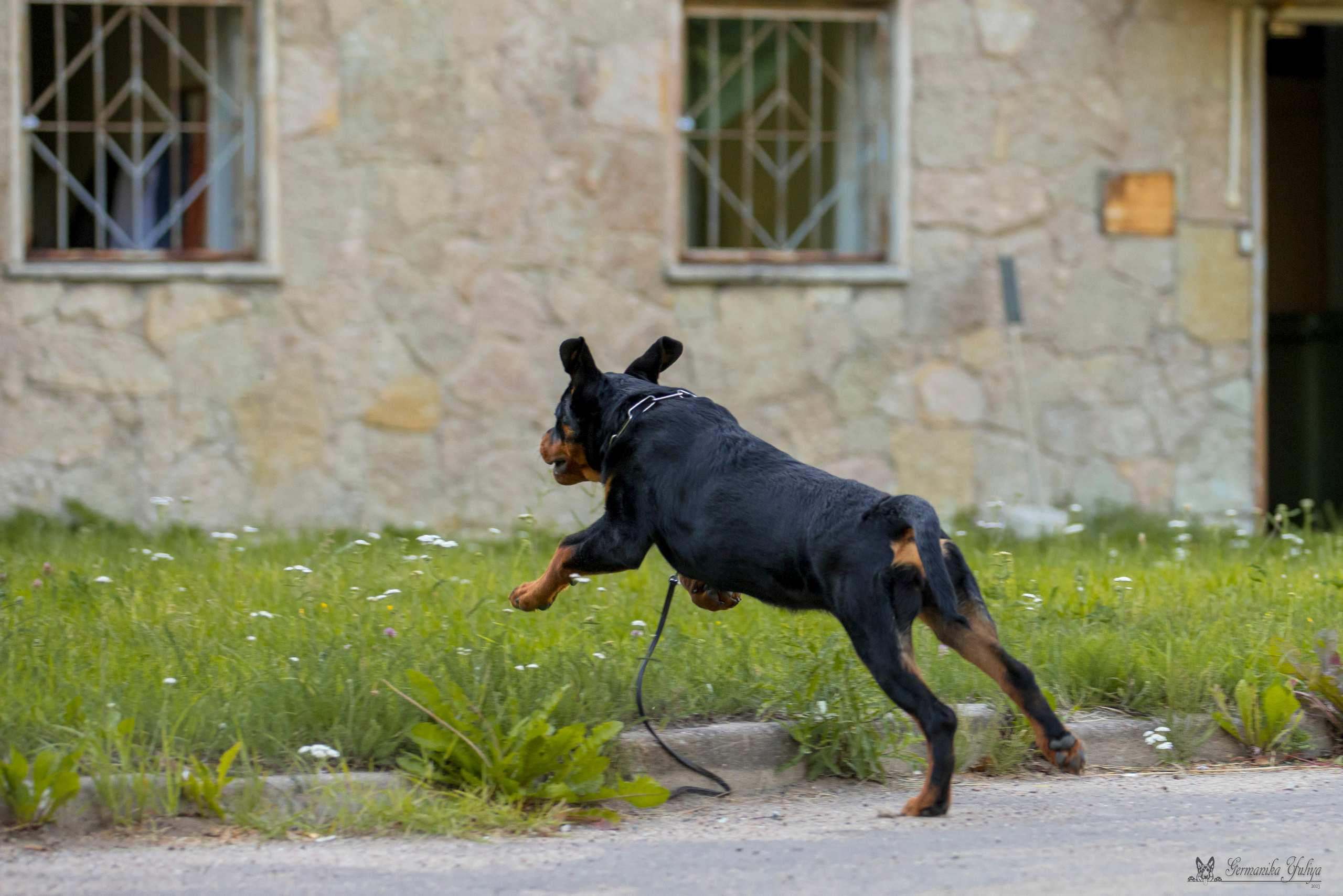 ПК и КЧК ротвейлеров Питер 22-23.07.2023. Фотограф-анималист Юлия Германика
