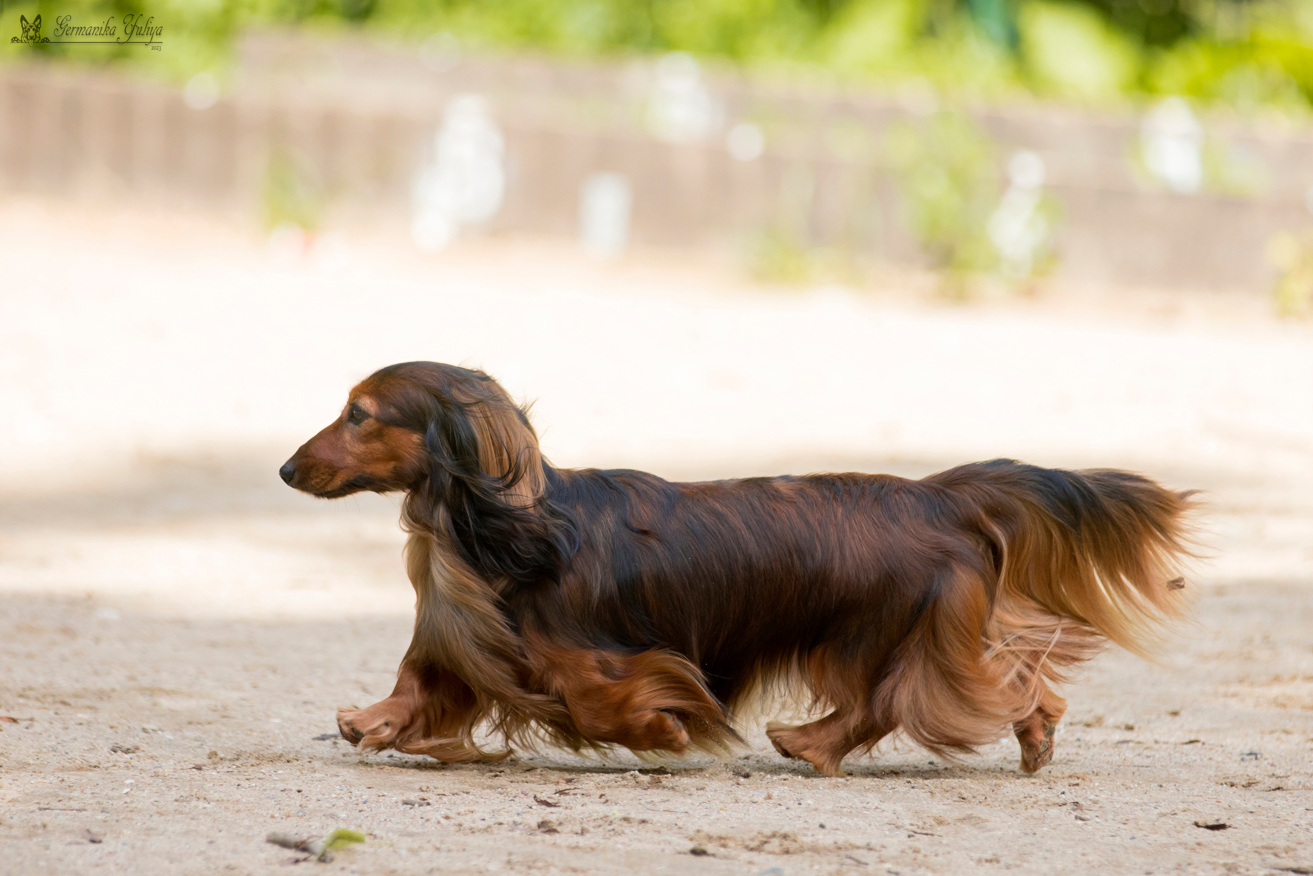 Сфера-Ховрино 29-30.07.2023. Фотограф-анималист Юлия Германика