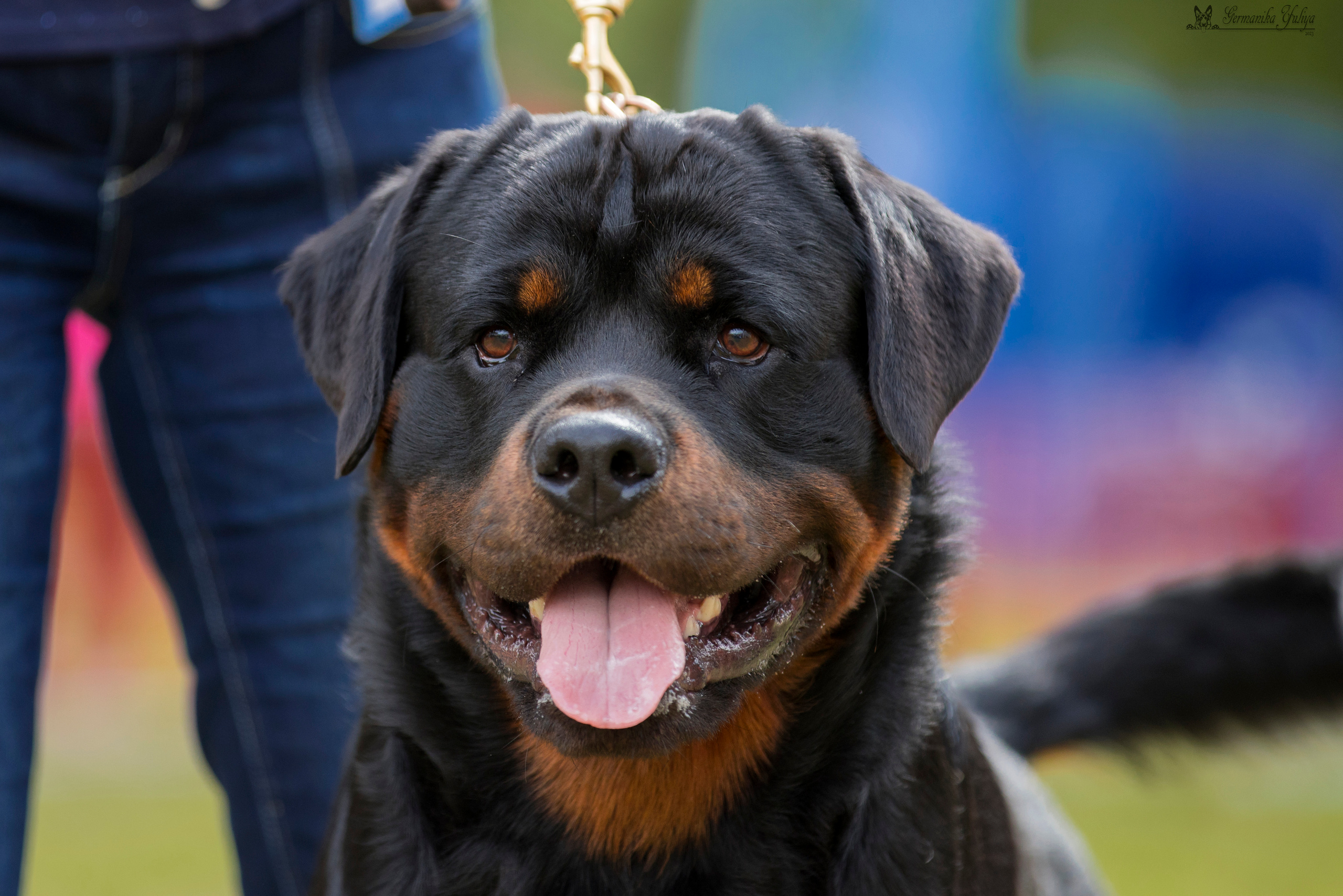 ПК и КЧК ротвейлеров Питер 22-23.07.2023. Фотограф-анималист Юлия Германика