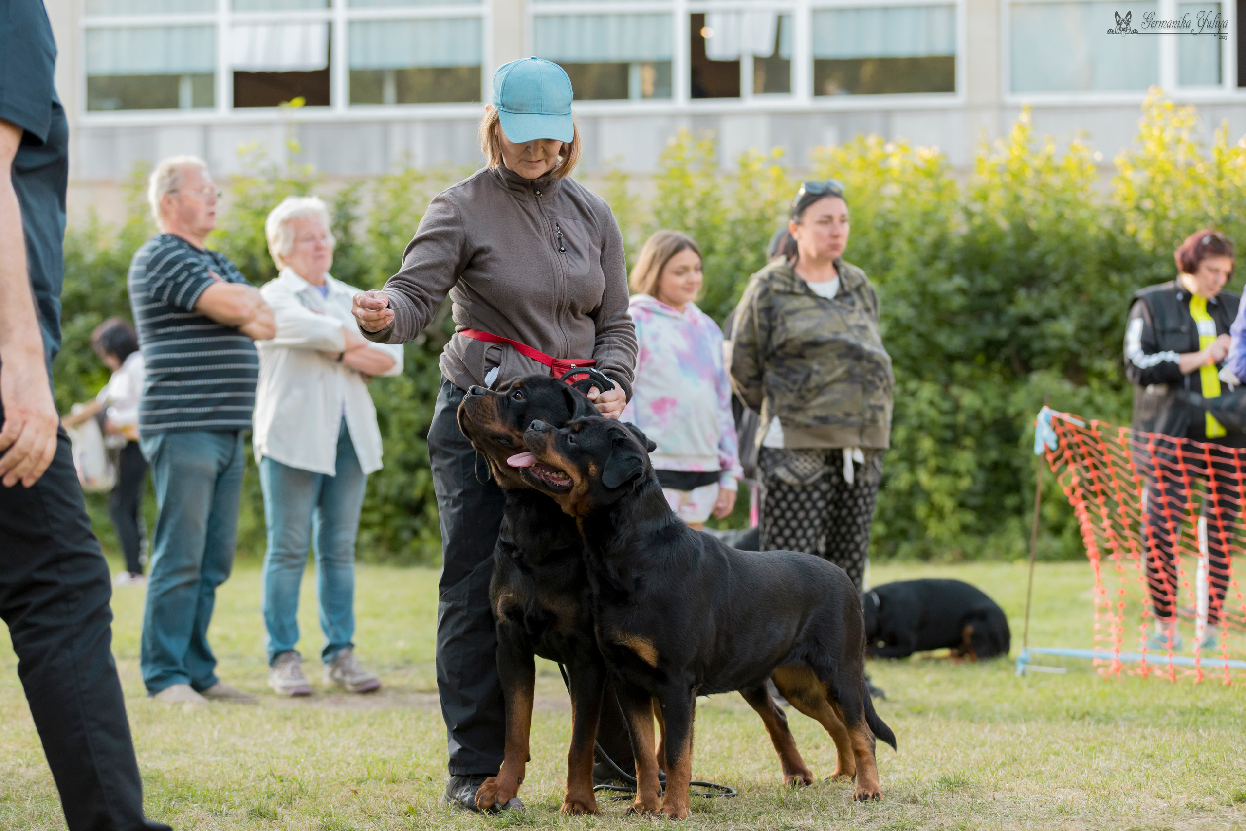 ПК и КЧК ротвейлеров Питер 22-23.07.2023. Фотограф-анималист Юлия Германика