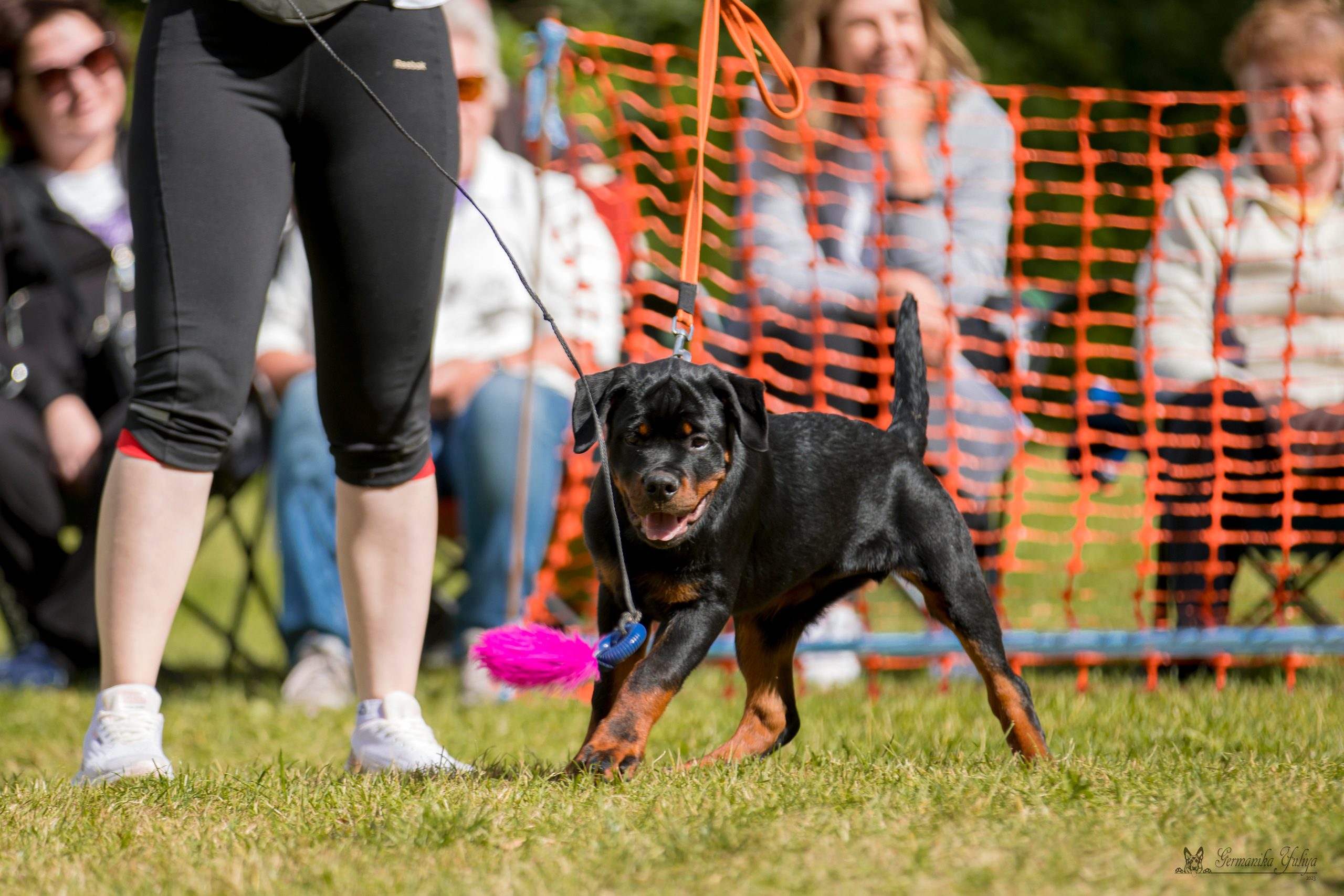 ПК и КЧК ротвейлеров Питер 22-23.07.2023. Фотограф-анималист Юлия Германика