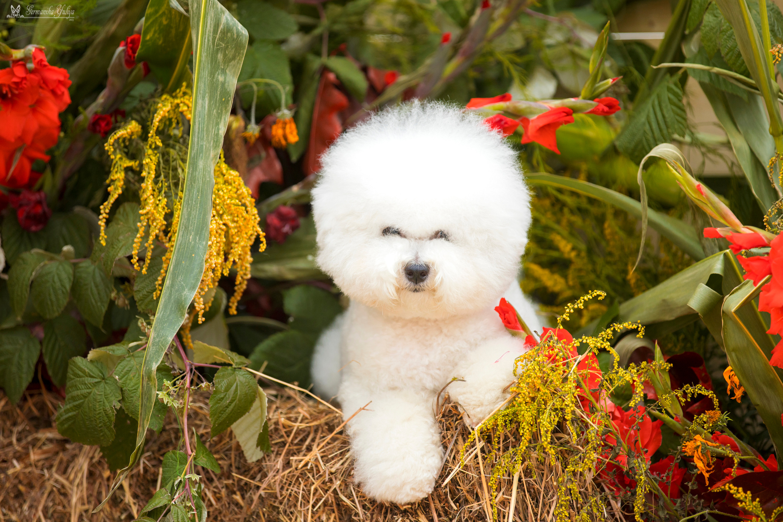 Питер 2-3.09.2023. Фотограф-анималист Юлия Германика