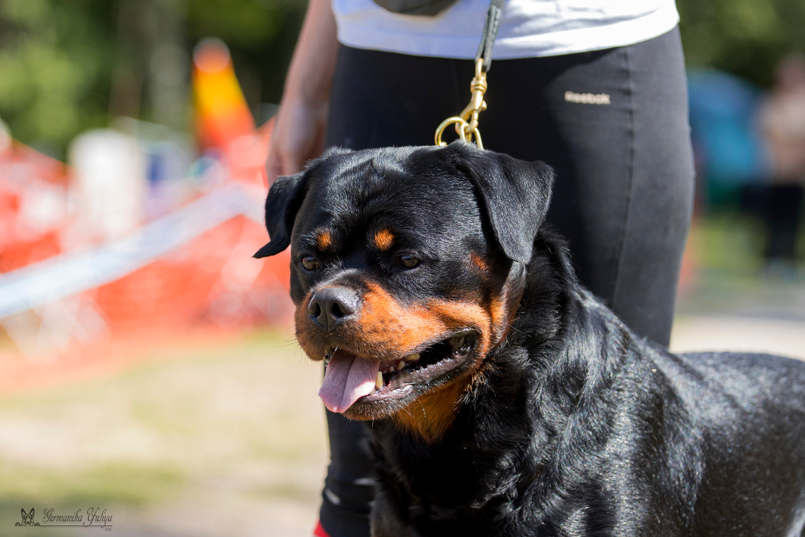 ПК и КЧК ротвейлеров Питер 22-23.07.2023. Фотограф-анималист Юлия Германика