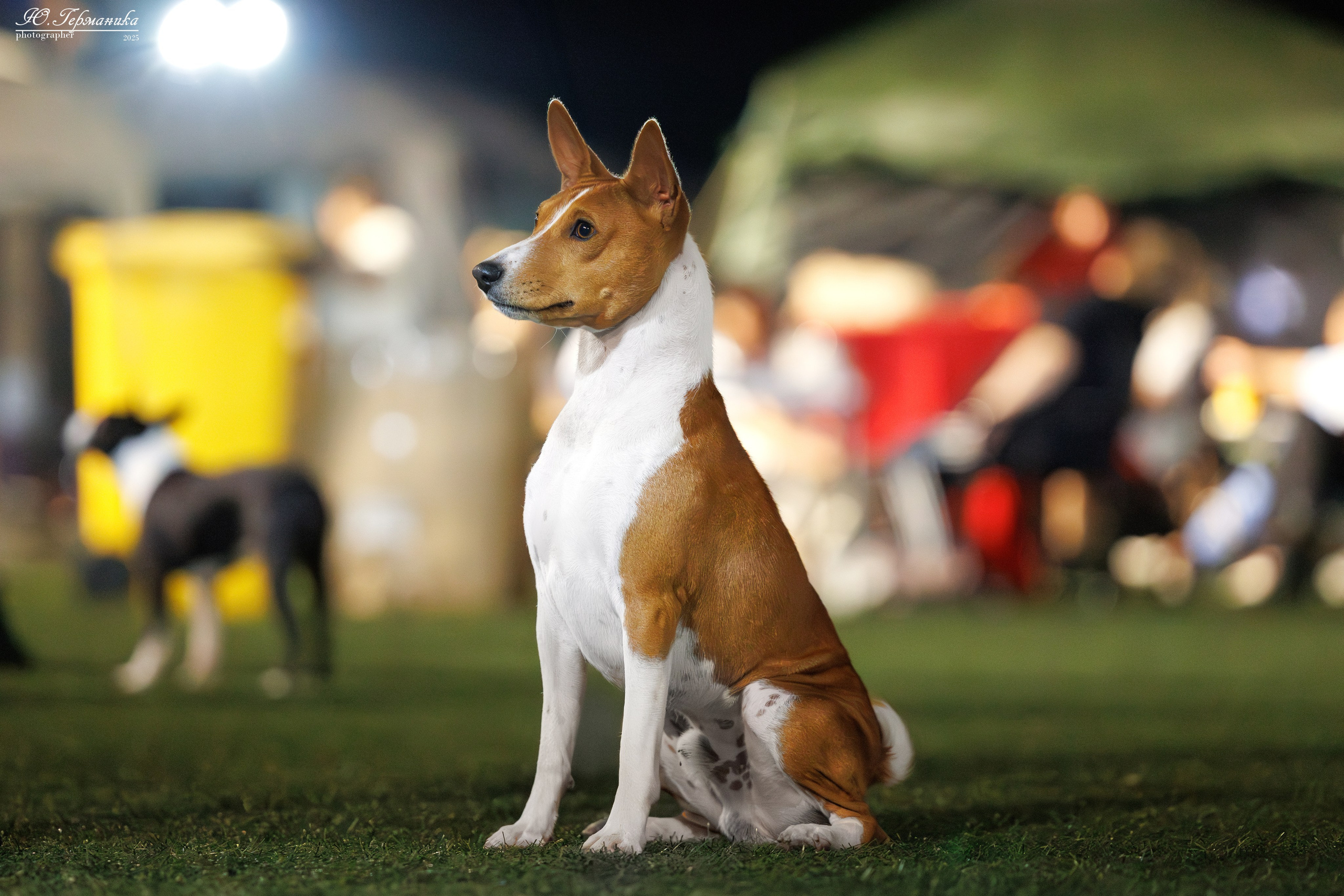 Калининград 25-27.07 Волгоград 1-3.08 2025. Фотограф-анималист Юлия Германика