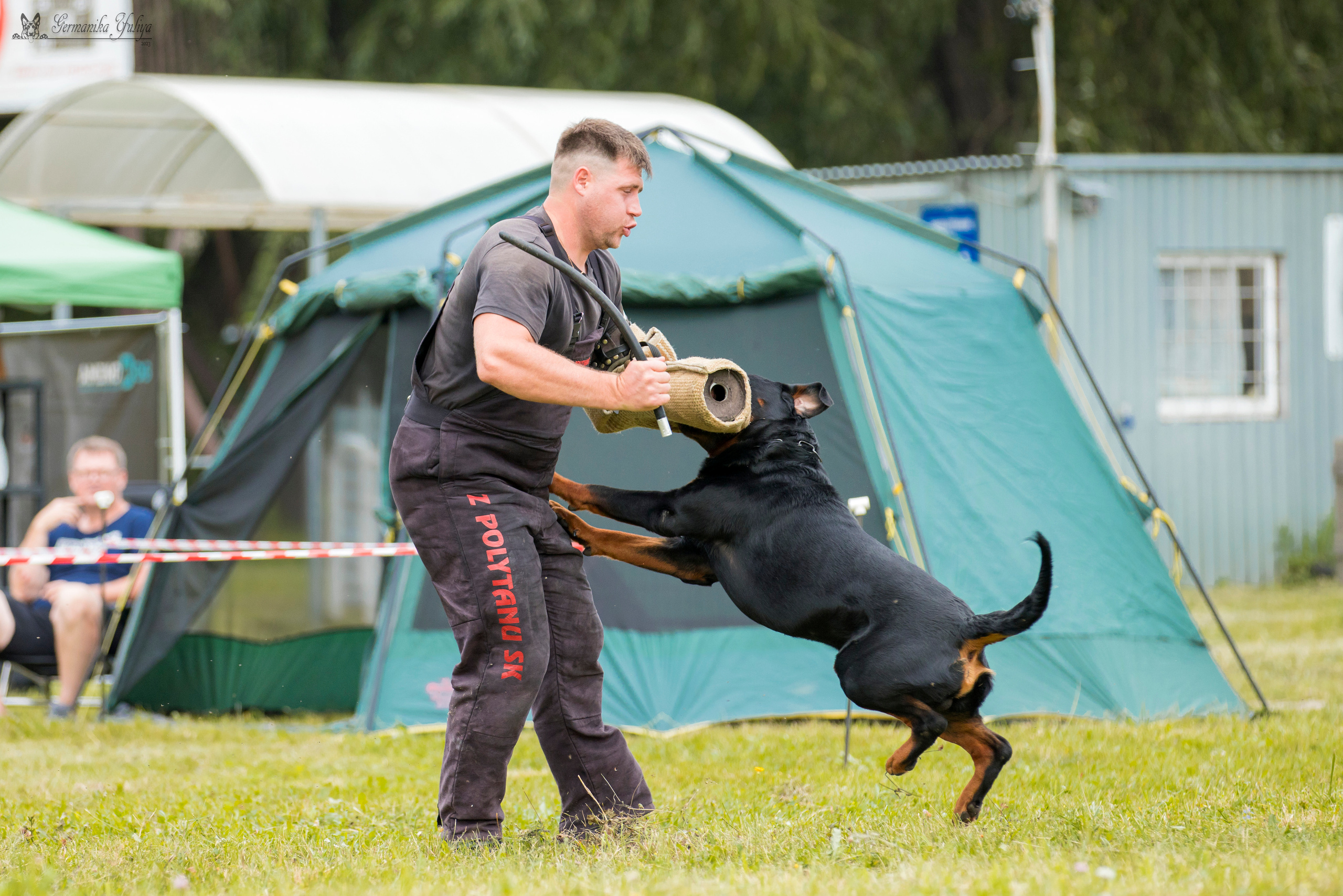 Рязань моно ротвейлеров 12.08.2023. Фотограф-анималист Юлия Германика