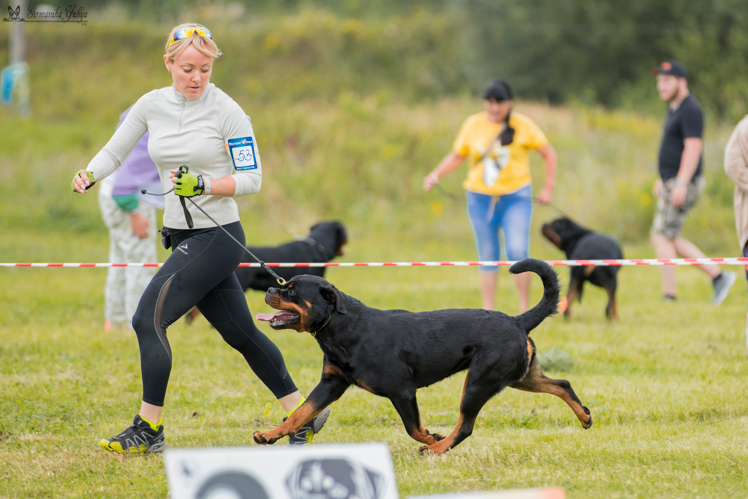 Рязань моно ротвейлеров 12.08.2023. Фотограф-анималист Юлия Германика