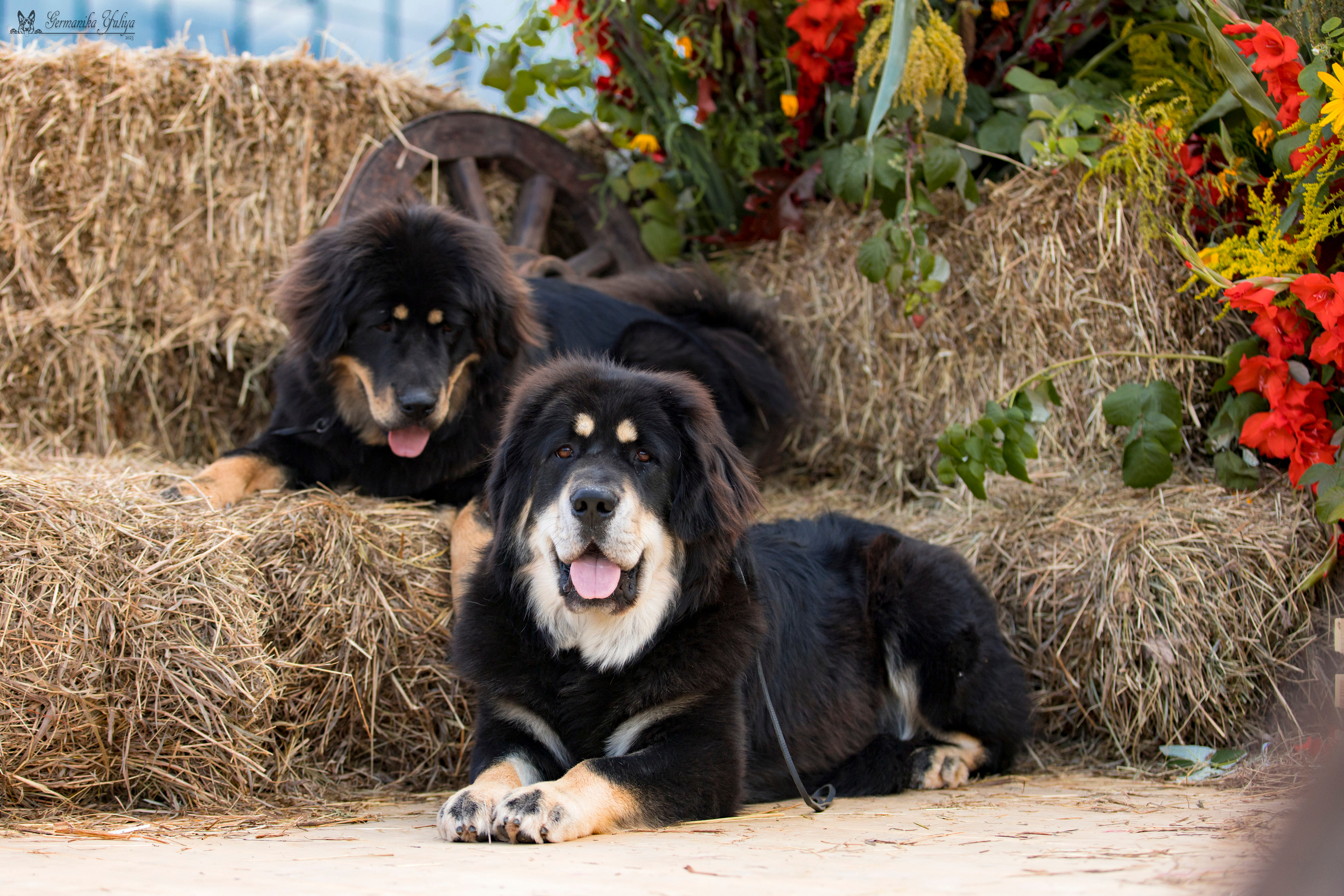 Питер 2-3.09.2023. Фотограф-анималист Юлия Германика