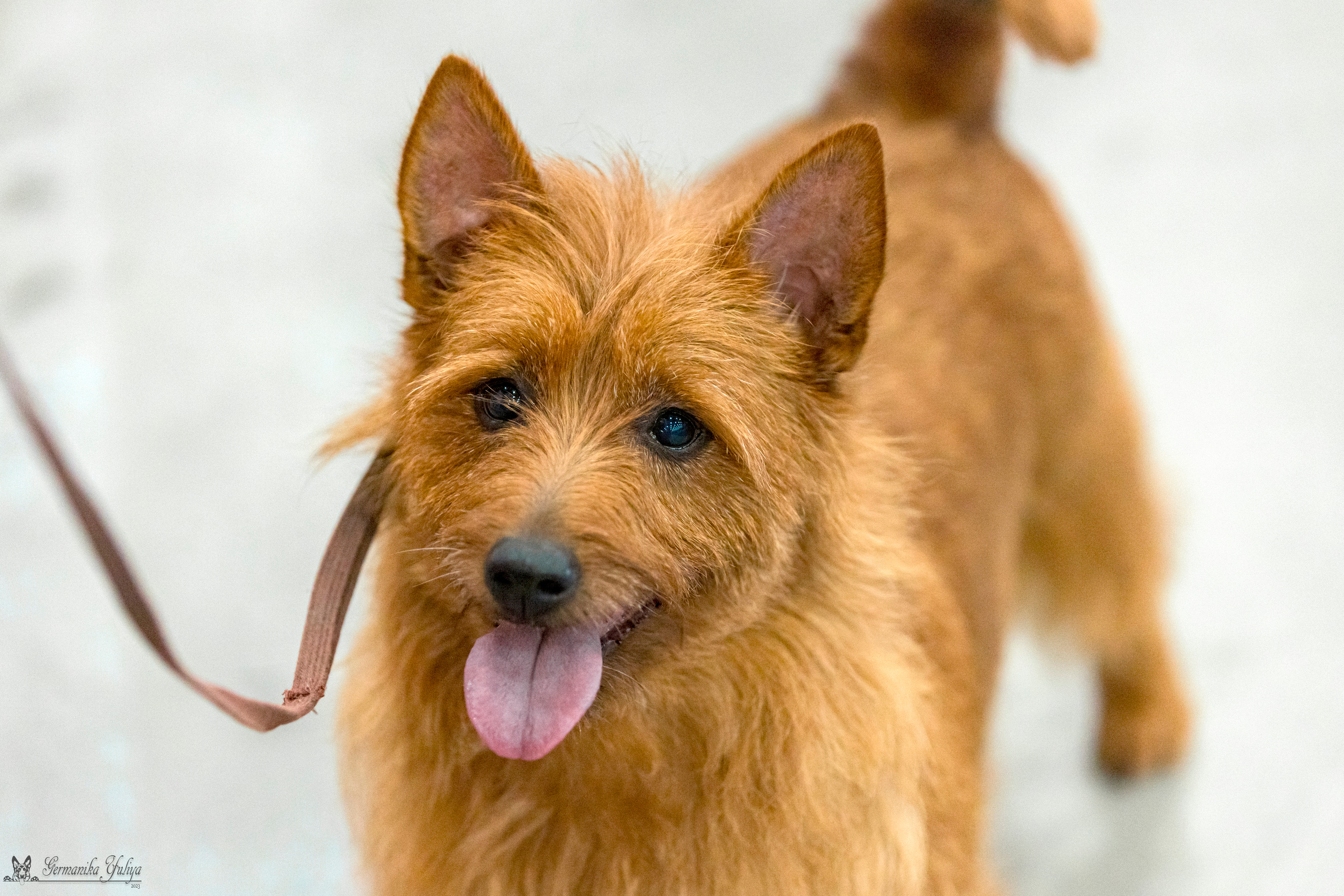 Питер 2-3.09.2023. Фотограф-анималист Юлия Германика