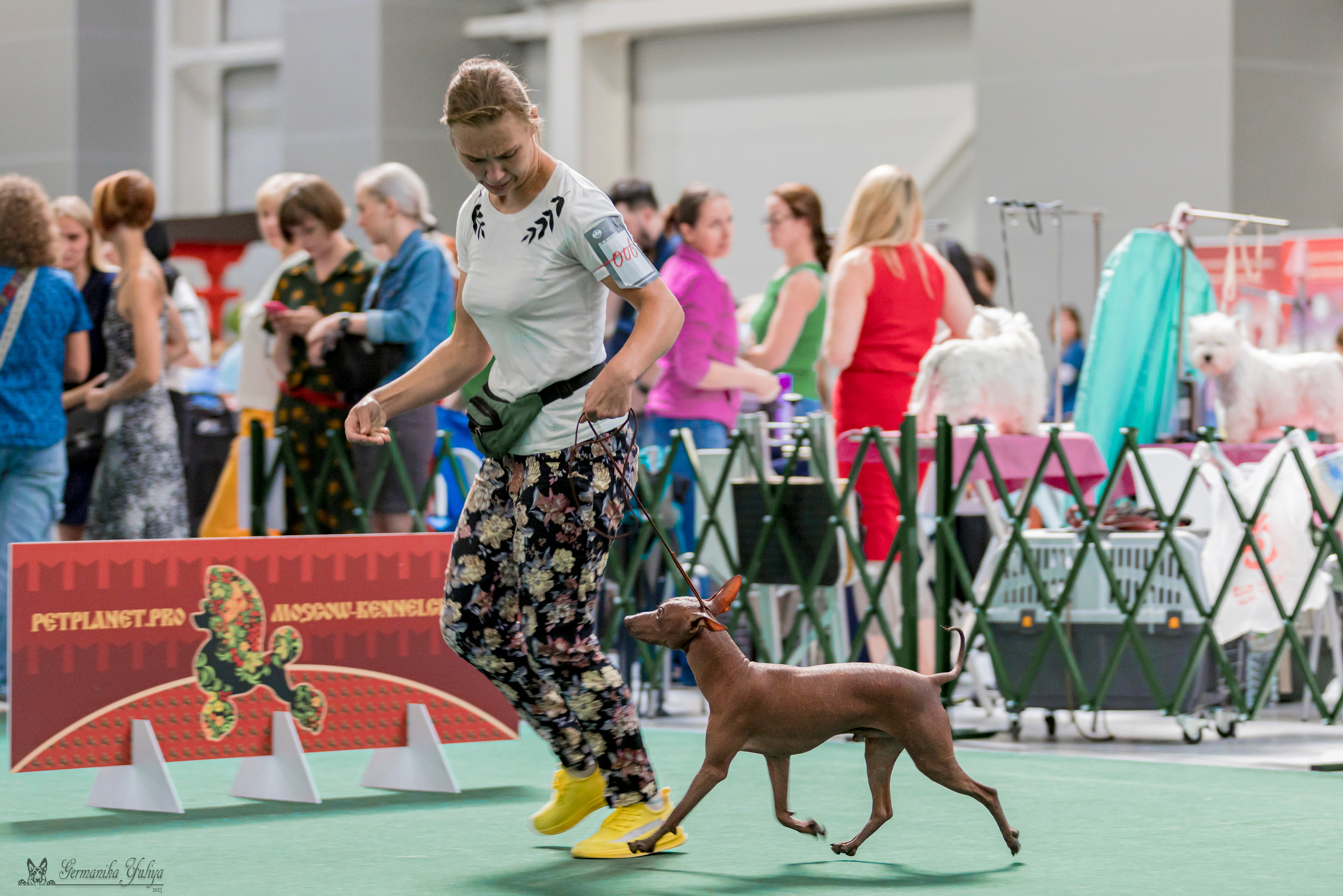 Крокус,Псков 5-6.08.2023. Фотограф-анималист Юлия Германика