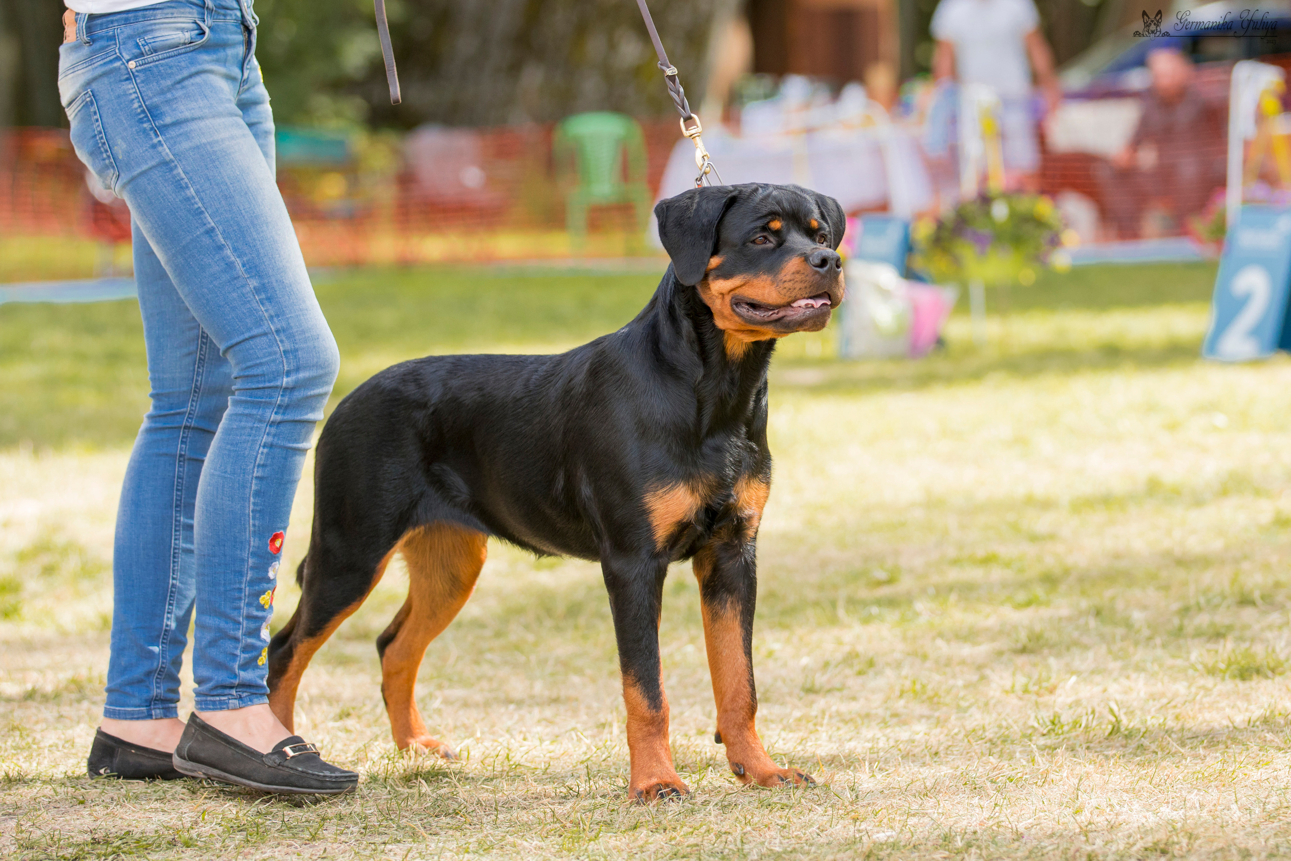 ПК и КЧК ротвейлеров Питер 22-23.07.2023. Фотограф-анималист Юлия Германика