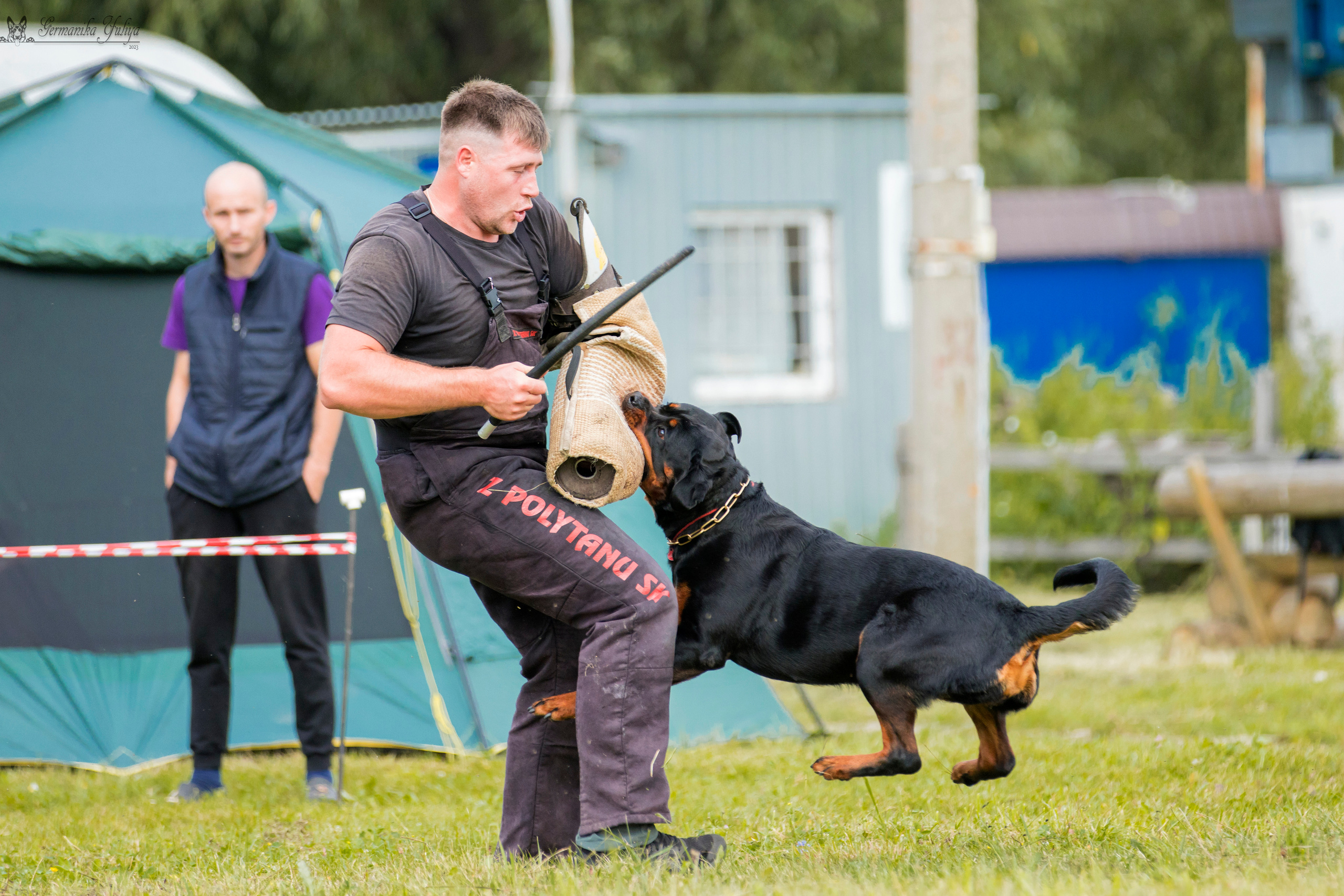 Рязань моно ротвейлеров 12.08.2023. Фотограф-анималист Юлия Германика