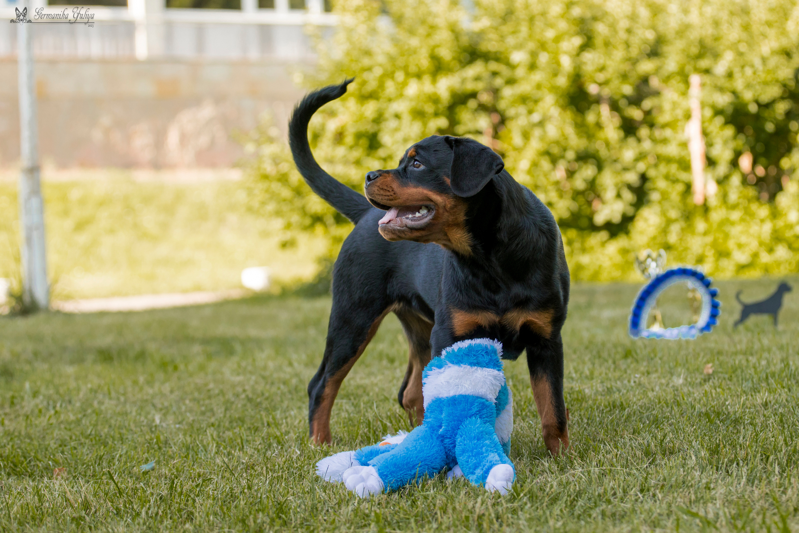 ПК и КЧК ротвейлеров Питер 22-23.07.2023. Фотограф-анималист Юлия Германика