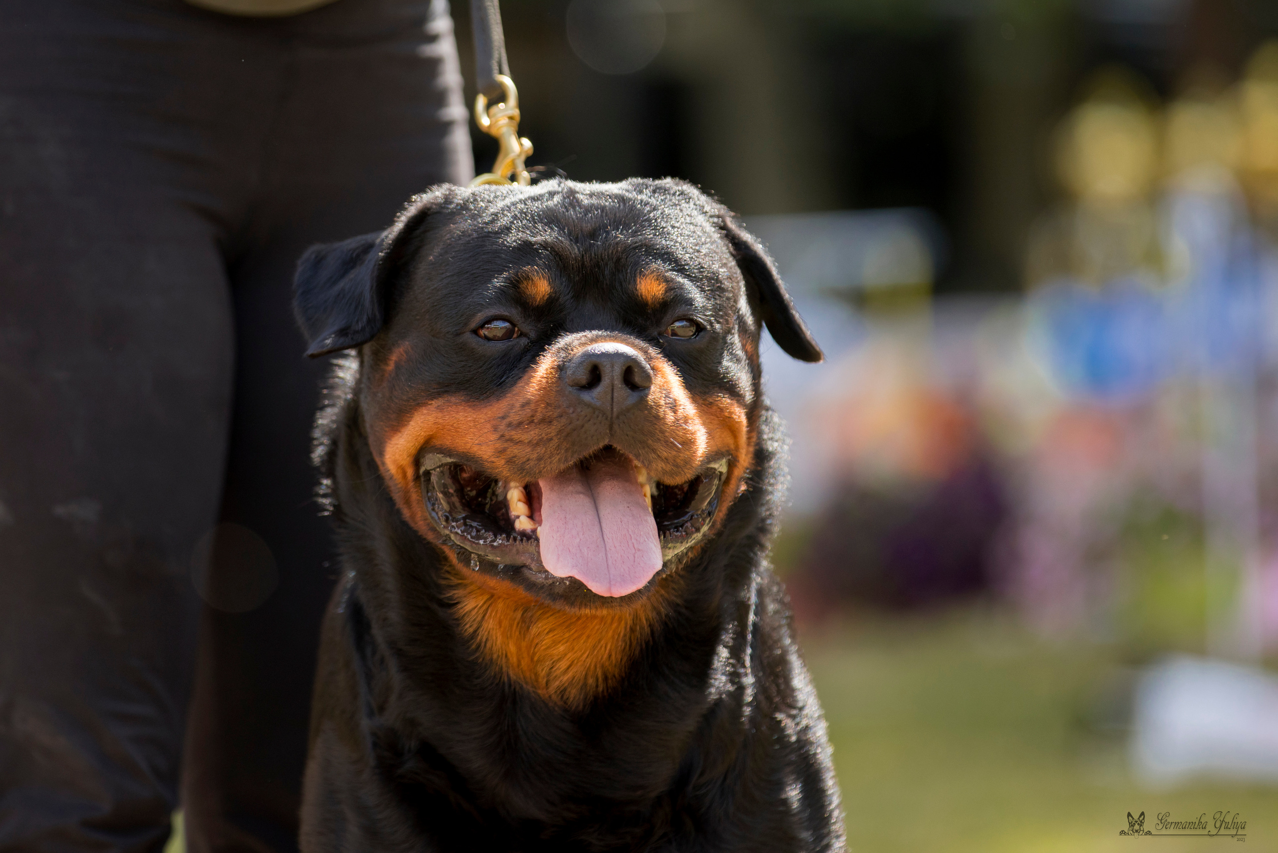 ПК и КЧК ротвейлеров Питер 22-23.07.2023. Фотограф-анималист Юлия Германика