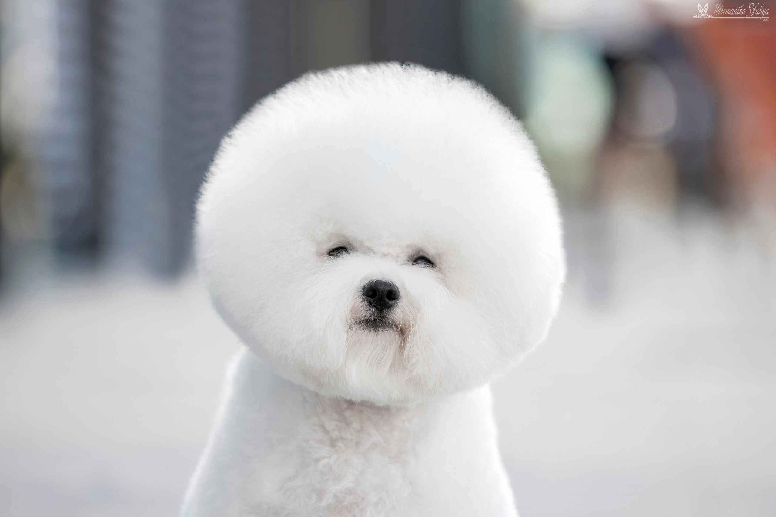 Питер 2-3.09.2023. Фотограф-анималист Юлия Германика