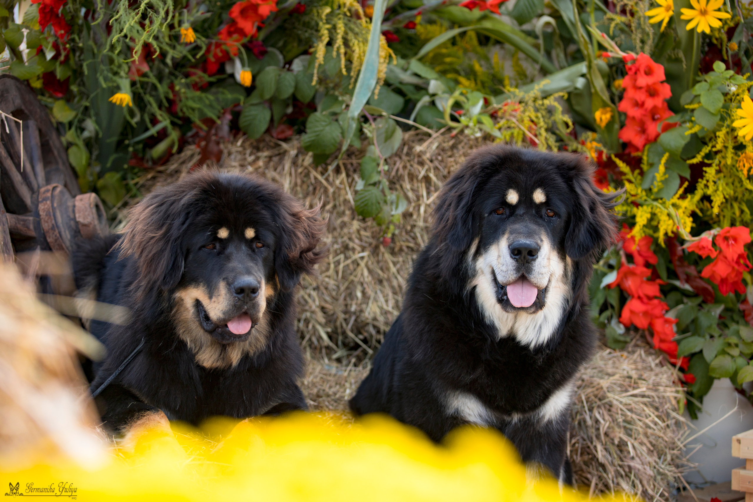 Питер 2-3.09.2023. Фотограф-анималист Юлия Германика