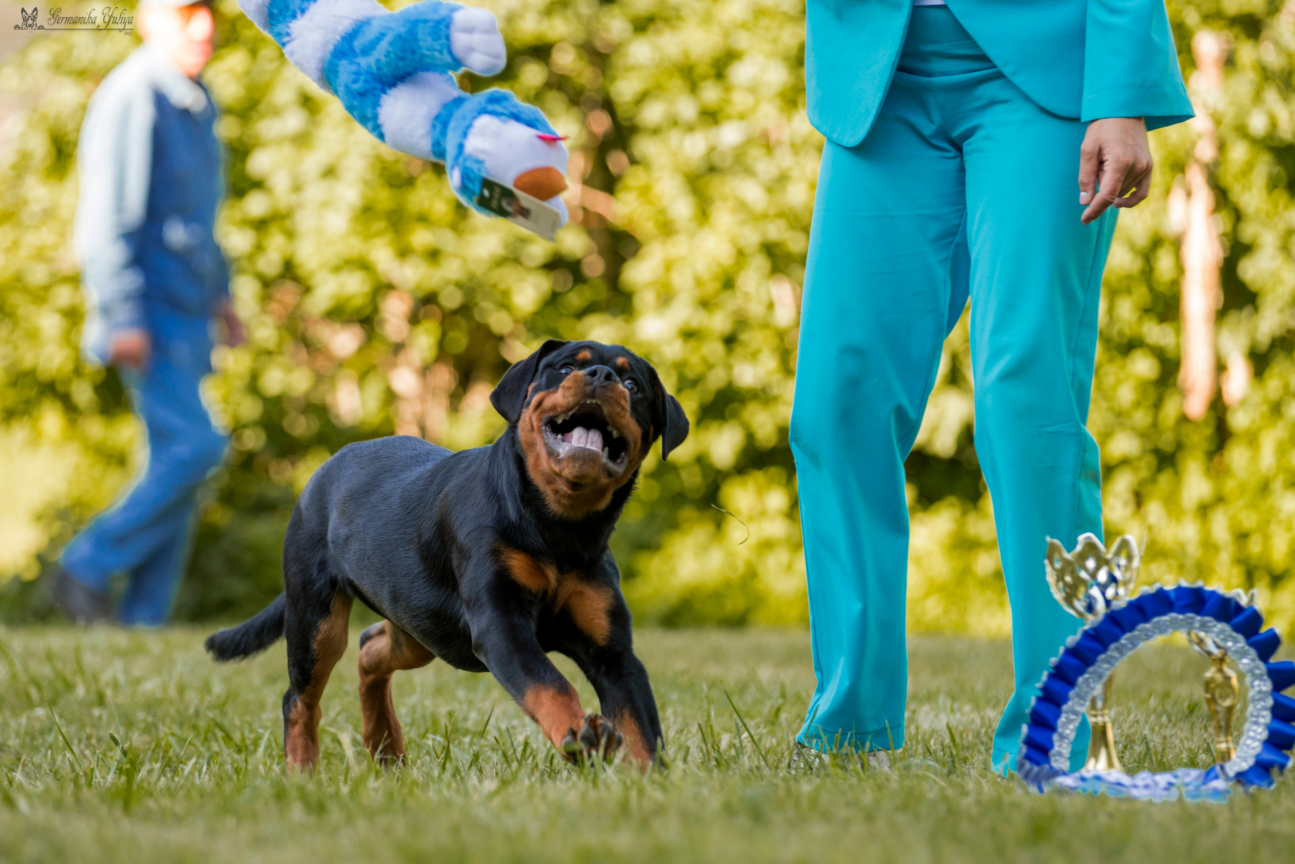 ПК и КЧК ротвейлеров Питер 22-23.07.2023. Фотограф-анималист Юлия Германика