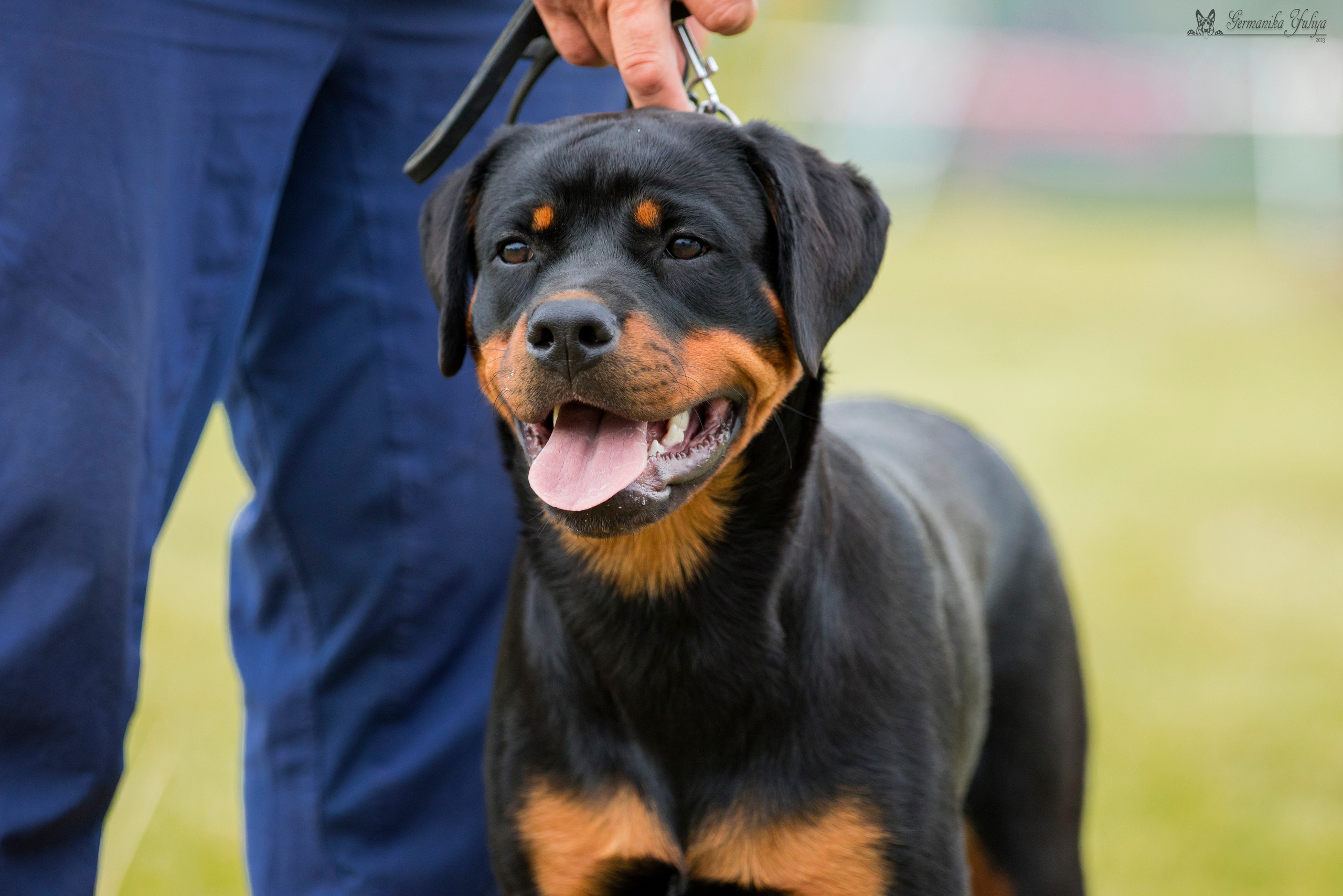 Рязань моно ротвейлеров 12.08.2023. Фотограф-анималист Юлия Германика
