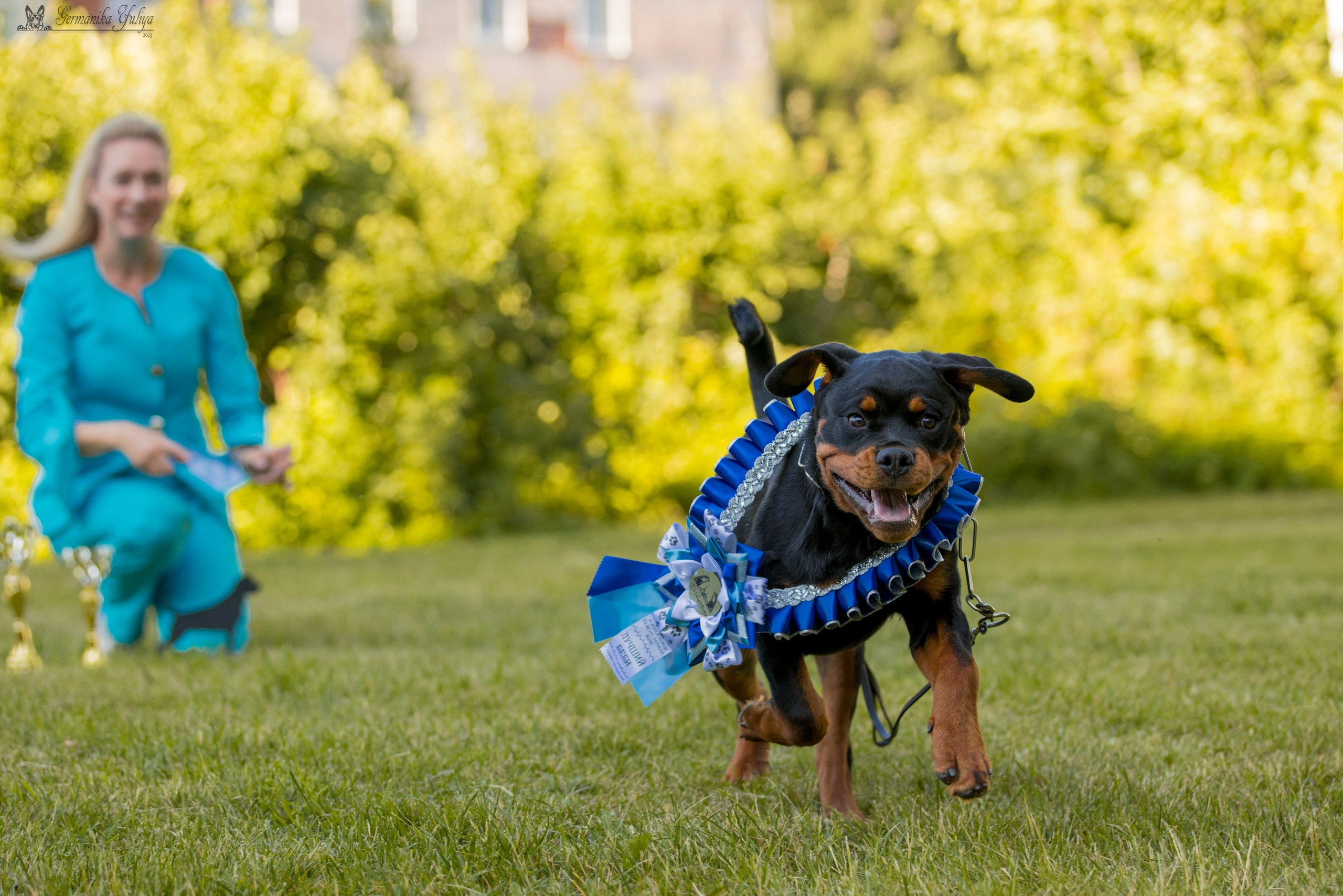 ПК и КЧК ротвейлеров Питер 22-23.07.2023. Фотограф-анималист Юлия Германика