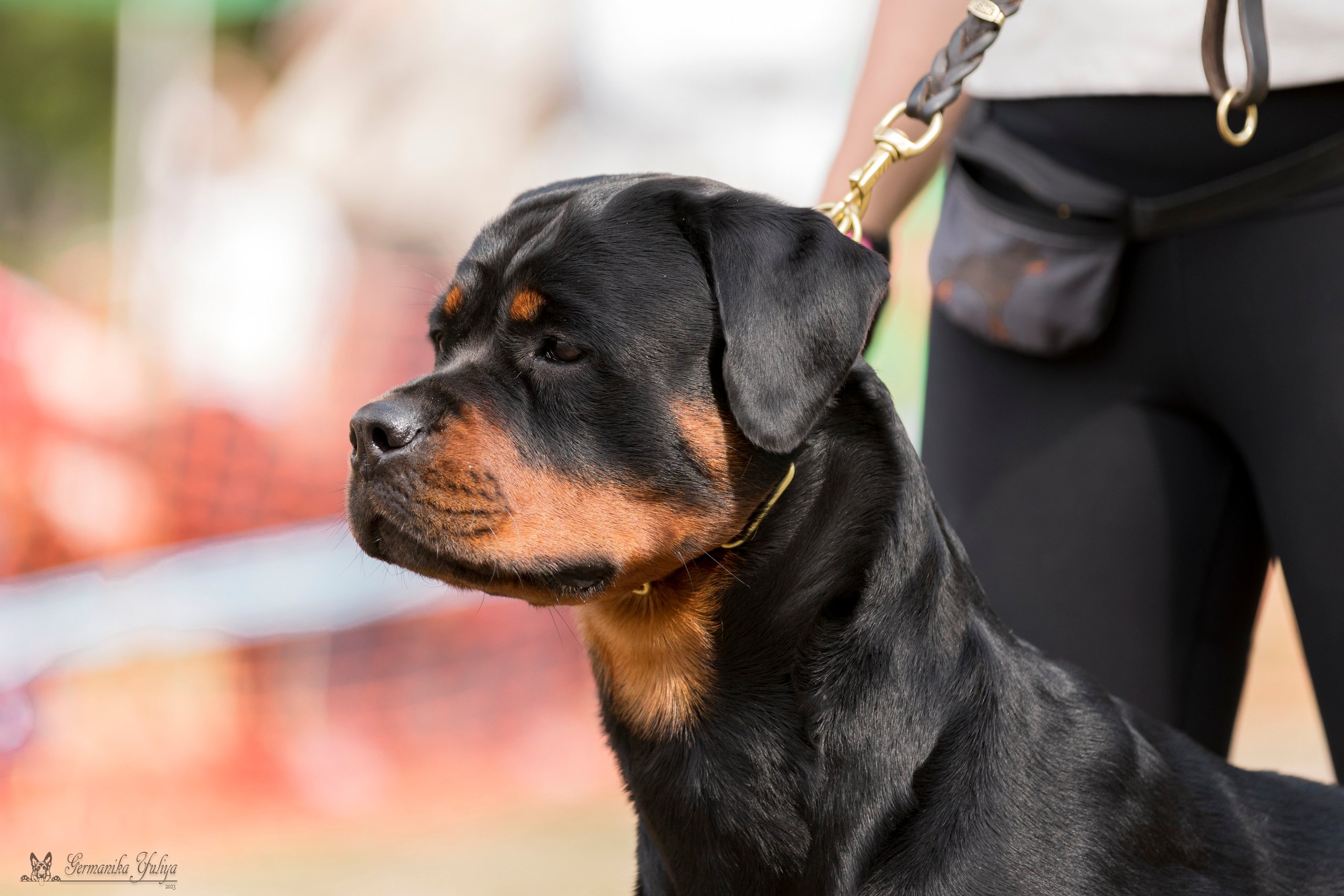 ПК и КЧК ротвейлеров Питер 22-23.07.2023. Фотограф-анималист Юлия Германика