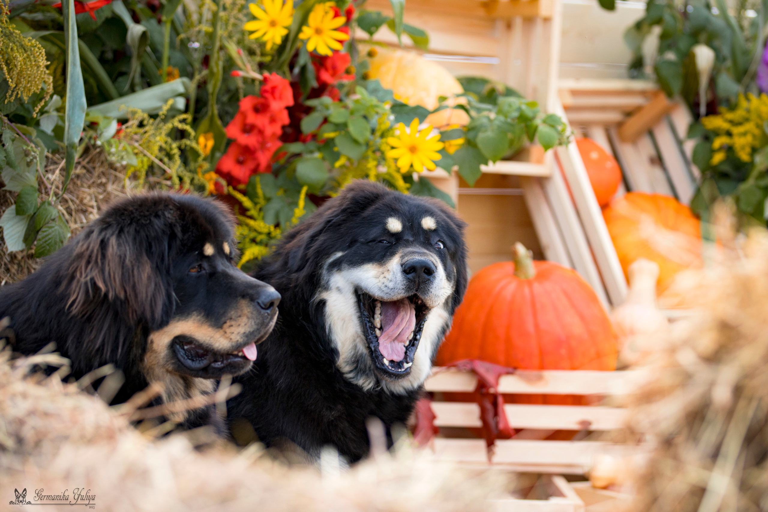 Питер 2-3.09.2023. Фотограф-анималист Юлия Германика