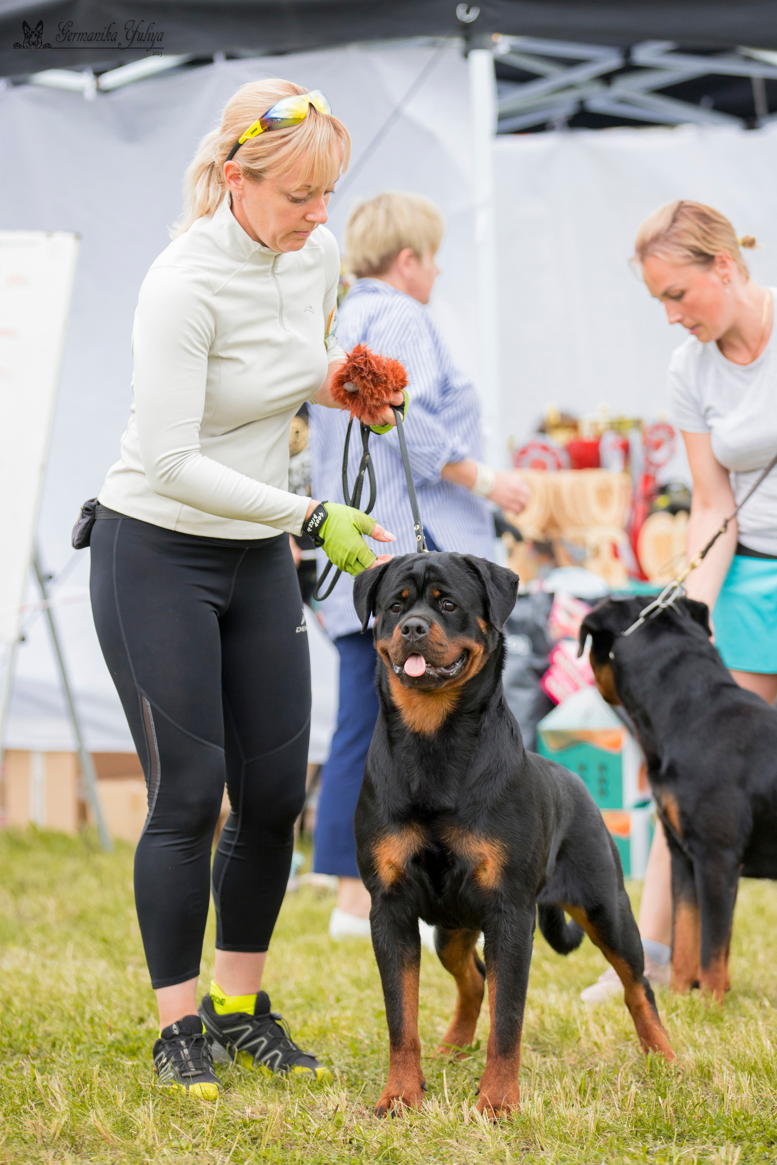 Рязань моно ротвейлеров 12.08.2023. Фотограф-анималист Юлия Германика