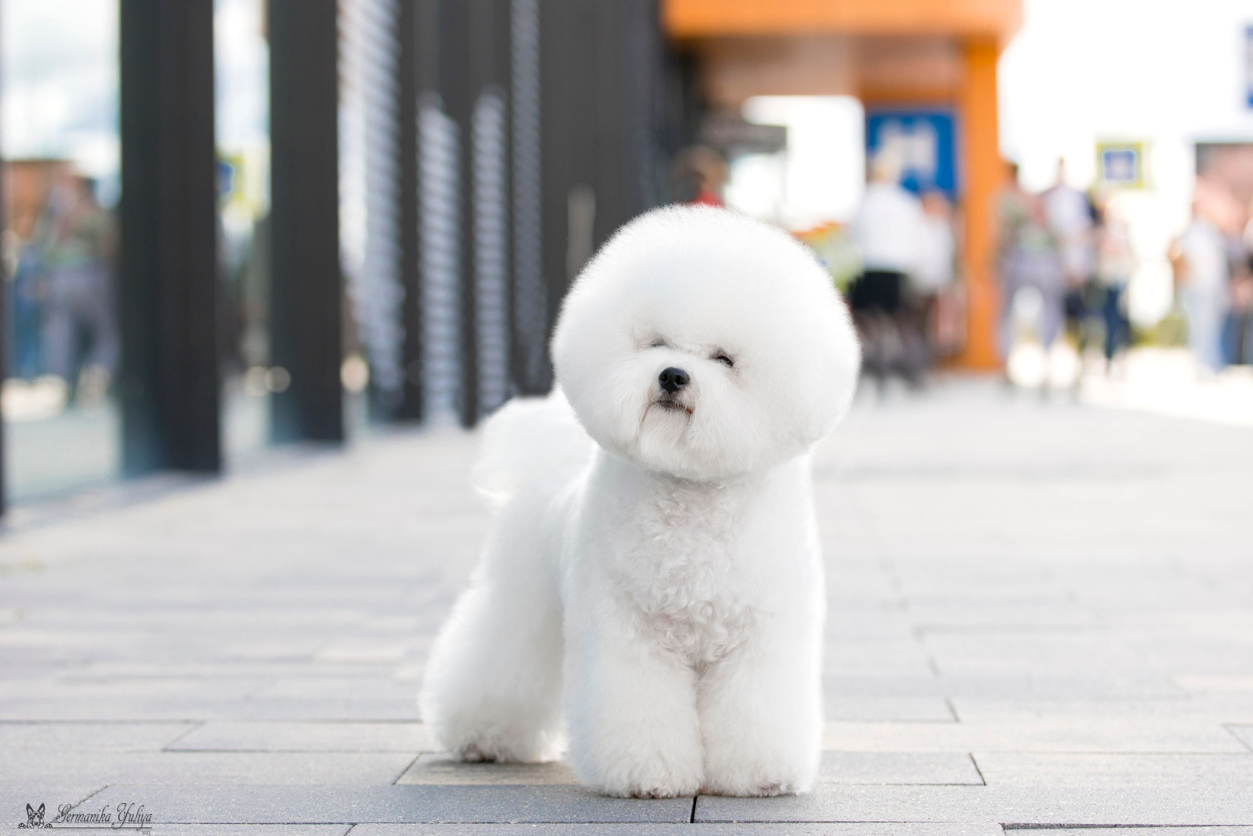 Питер 2-3.09.2023. Фотограф-анималист Юлия Германика