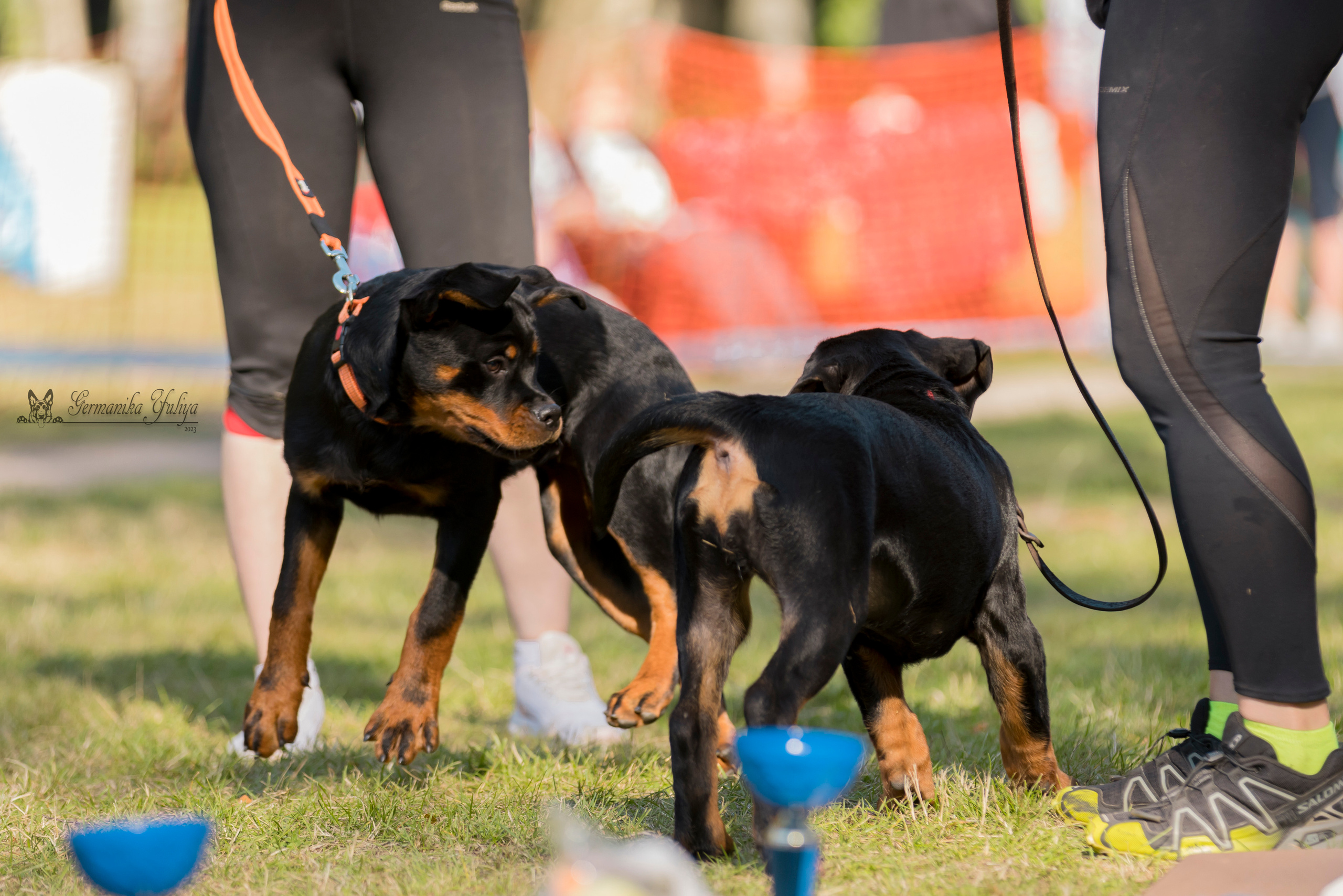 ПК и КЧК ротвейлеров Питер 22-23.07.2023. Фотограф-анималист Юлия Германика