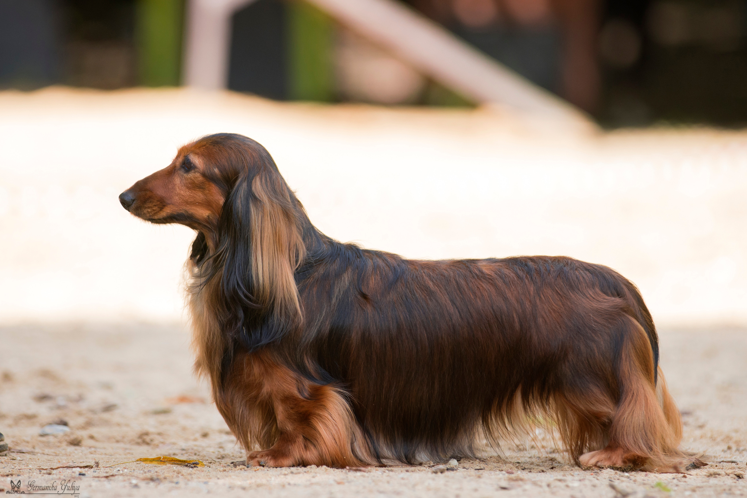 Сфера-Ховрино 29-30.07.2023. Фотограф-анималист Юлия Германика