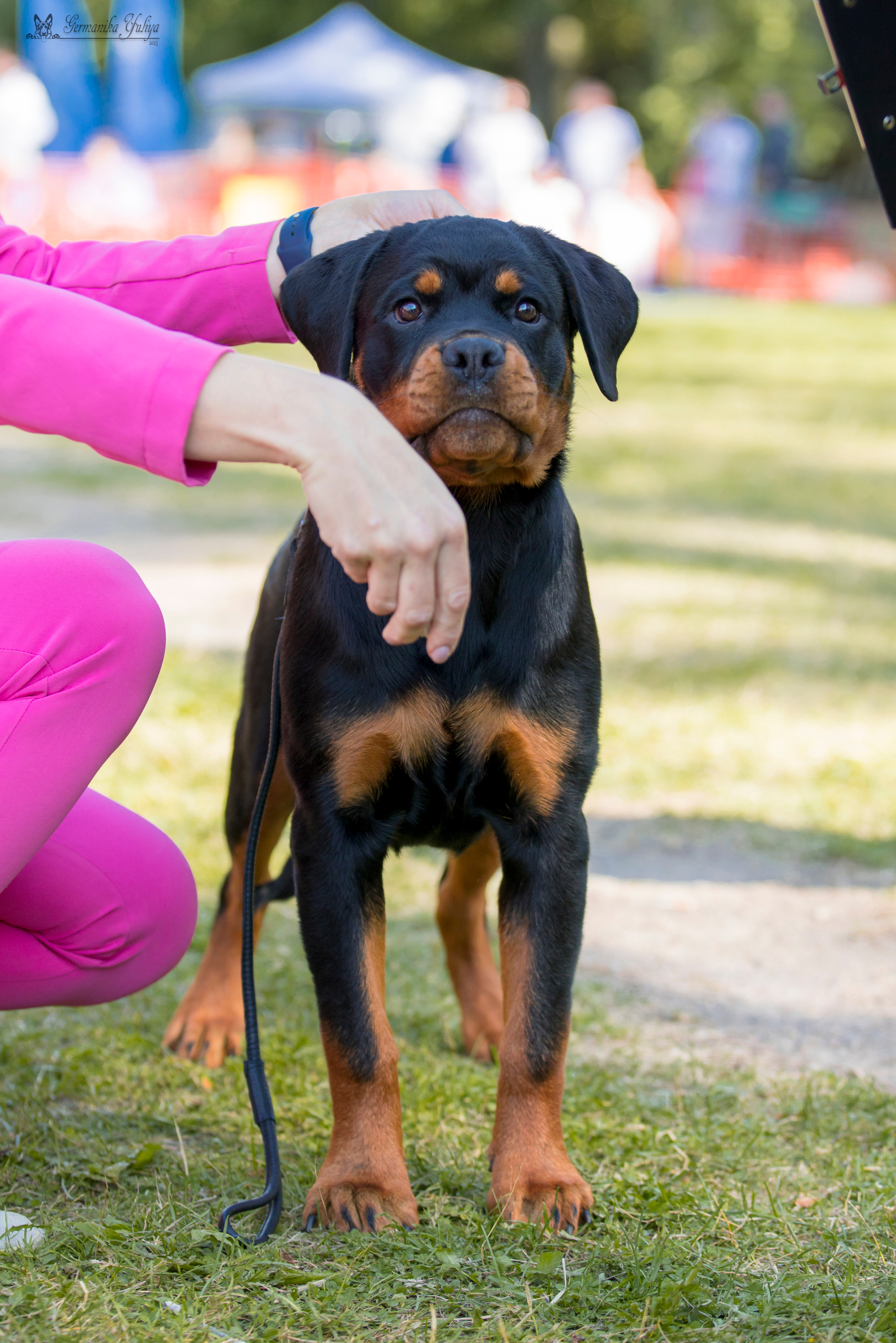 ПК и КЧК ротвейлеров Питер 22-23.07.2023. Фотограф-анималист Юлия Германика