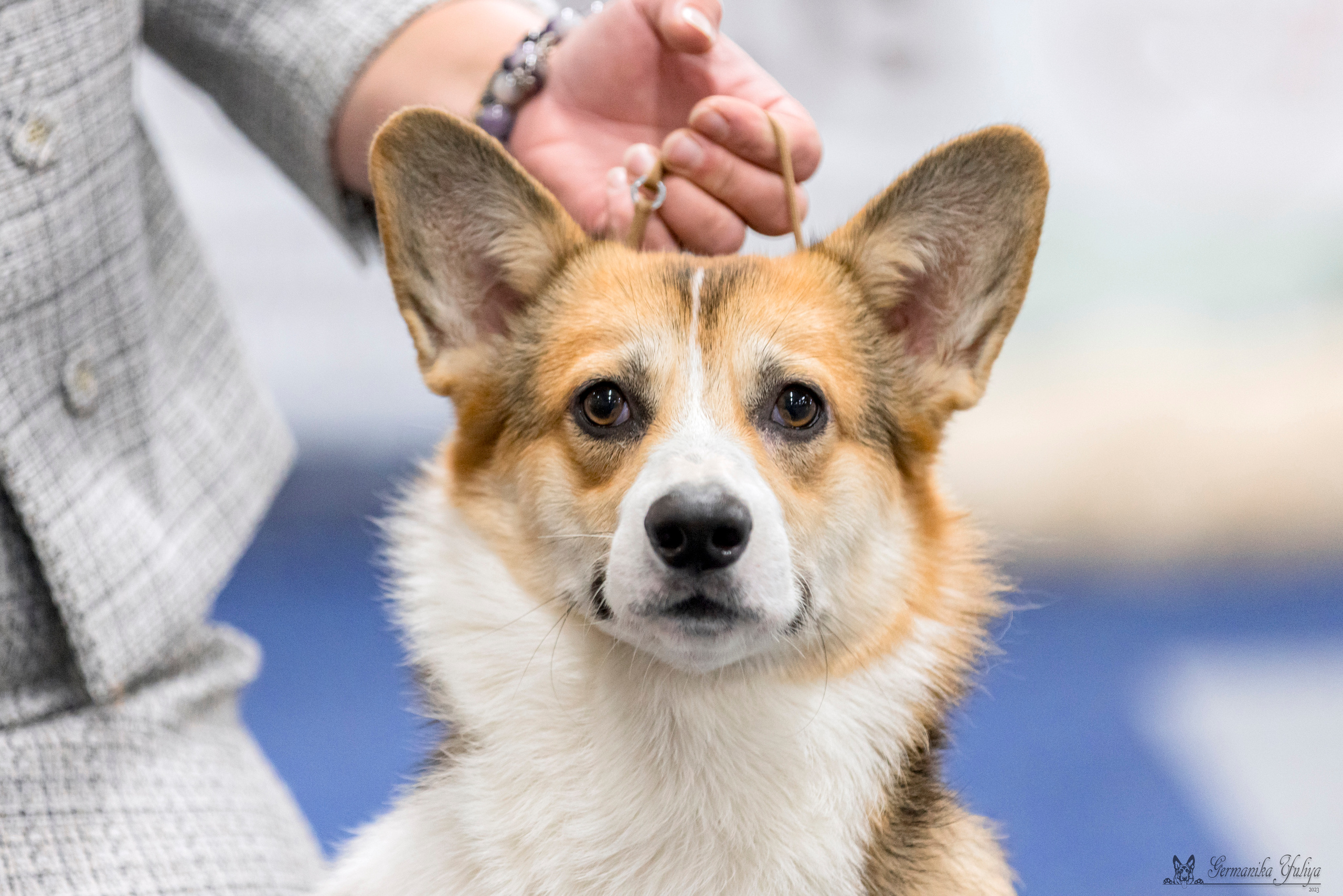 Сфера-Ховрино 29-30.07.2023. Фотограф-анималист Юлия Германика