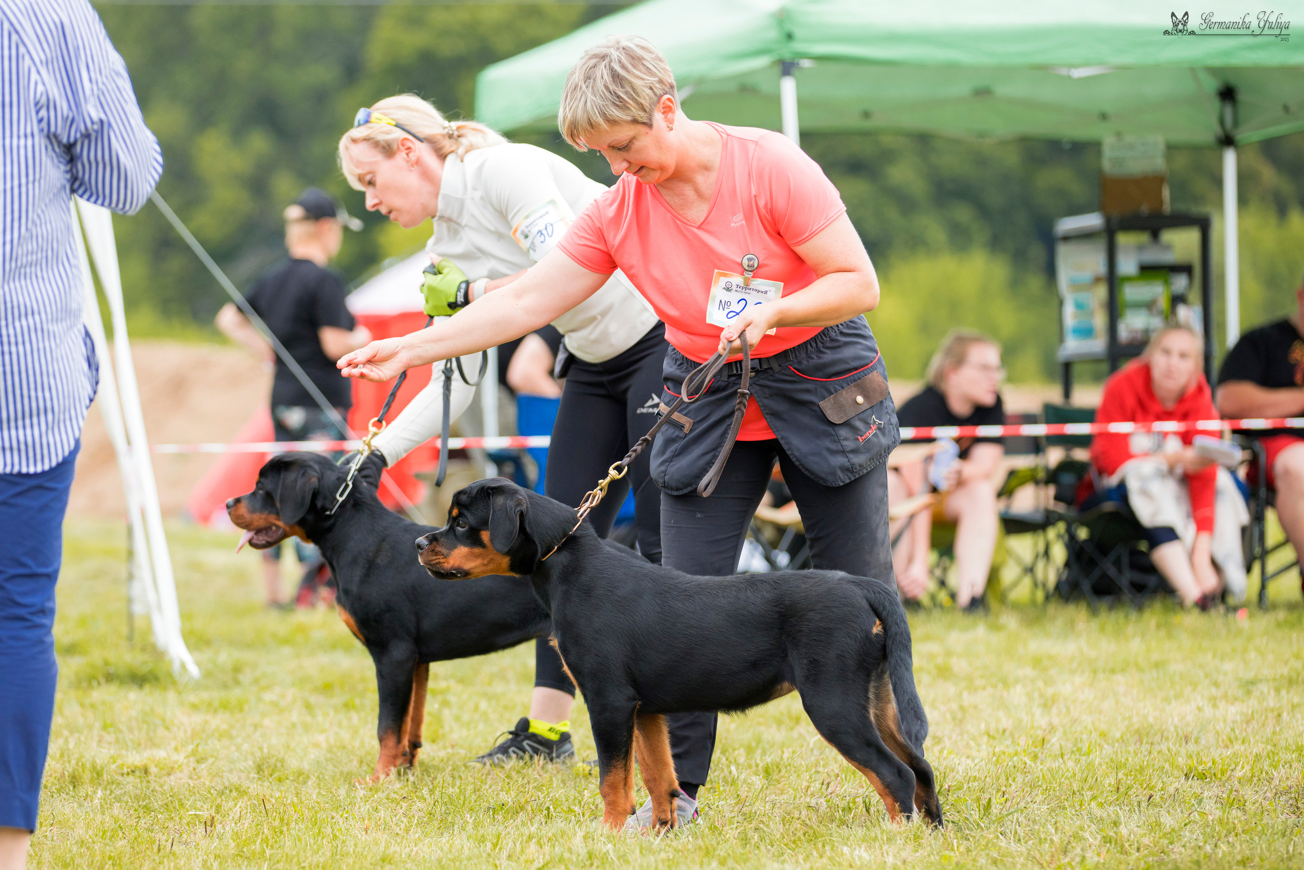 Рязань моно ротвейлеров 12.08.2023. Фотограф-анималист Юлия Германика
