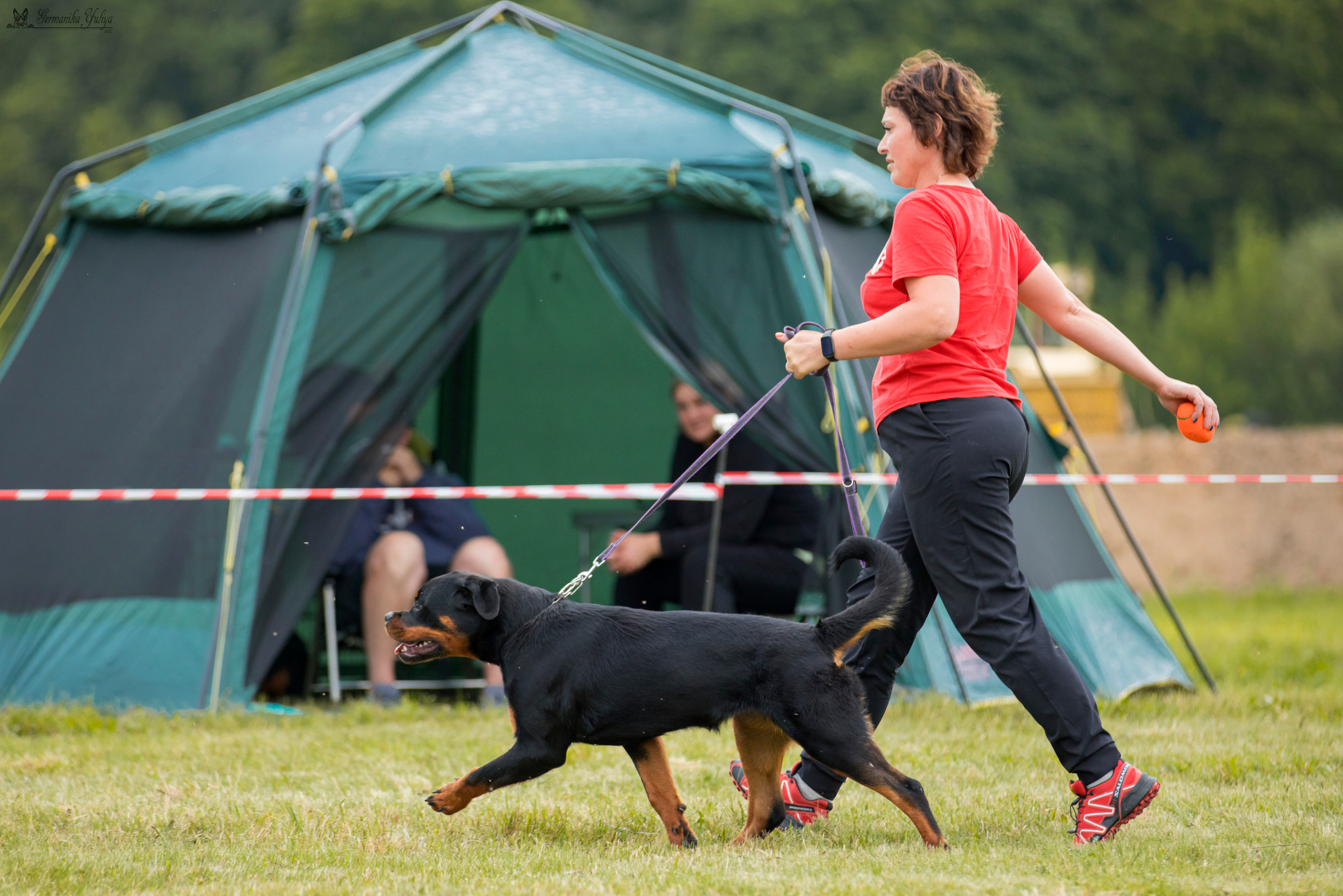 Рязань моно ротвейлеров 12.08.2023. Фотограф-анималист Юлия Германика