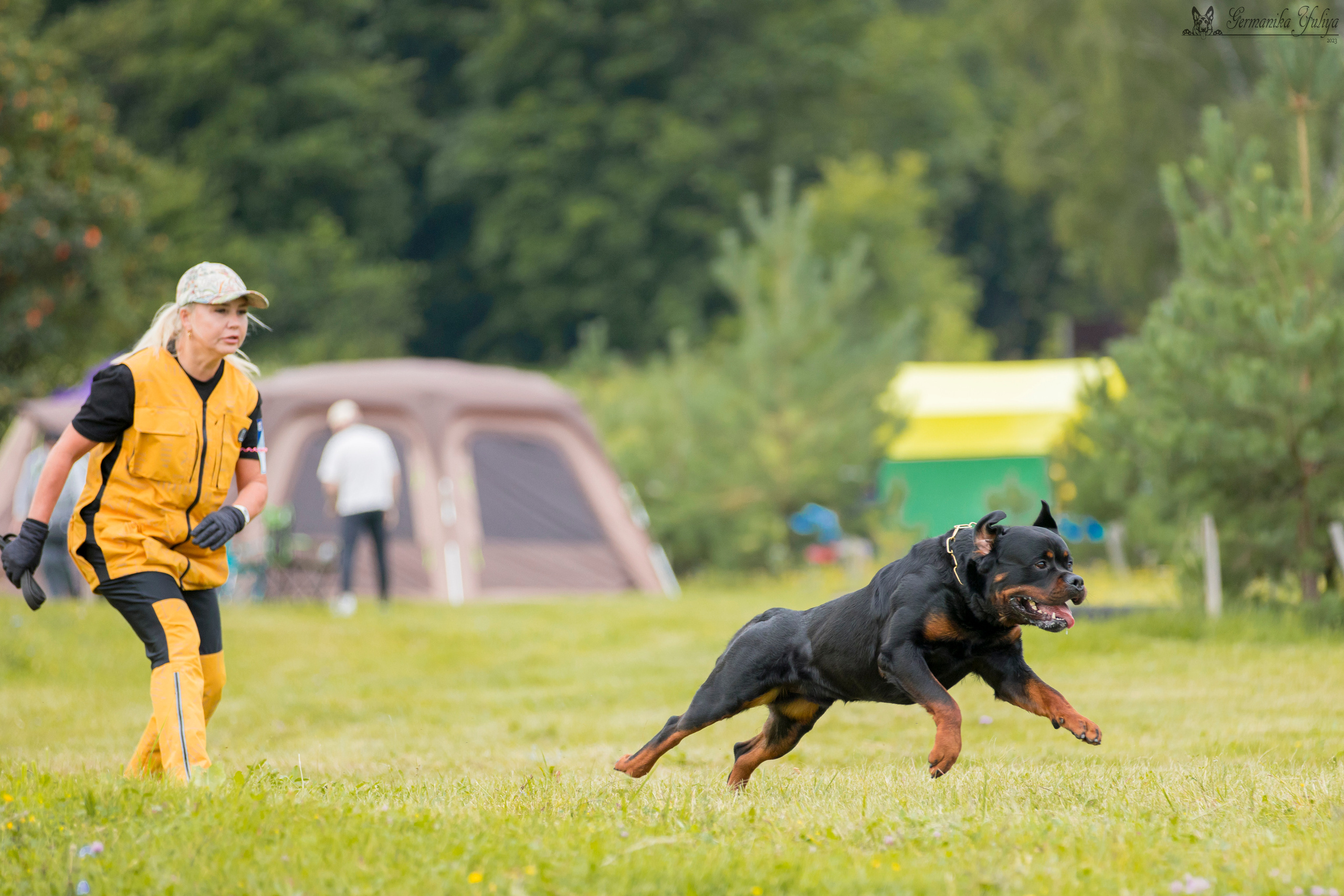 Рязань моно ротвейлеров 12.08.2023. Фотограф-анималист Юлия Германика