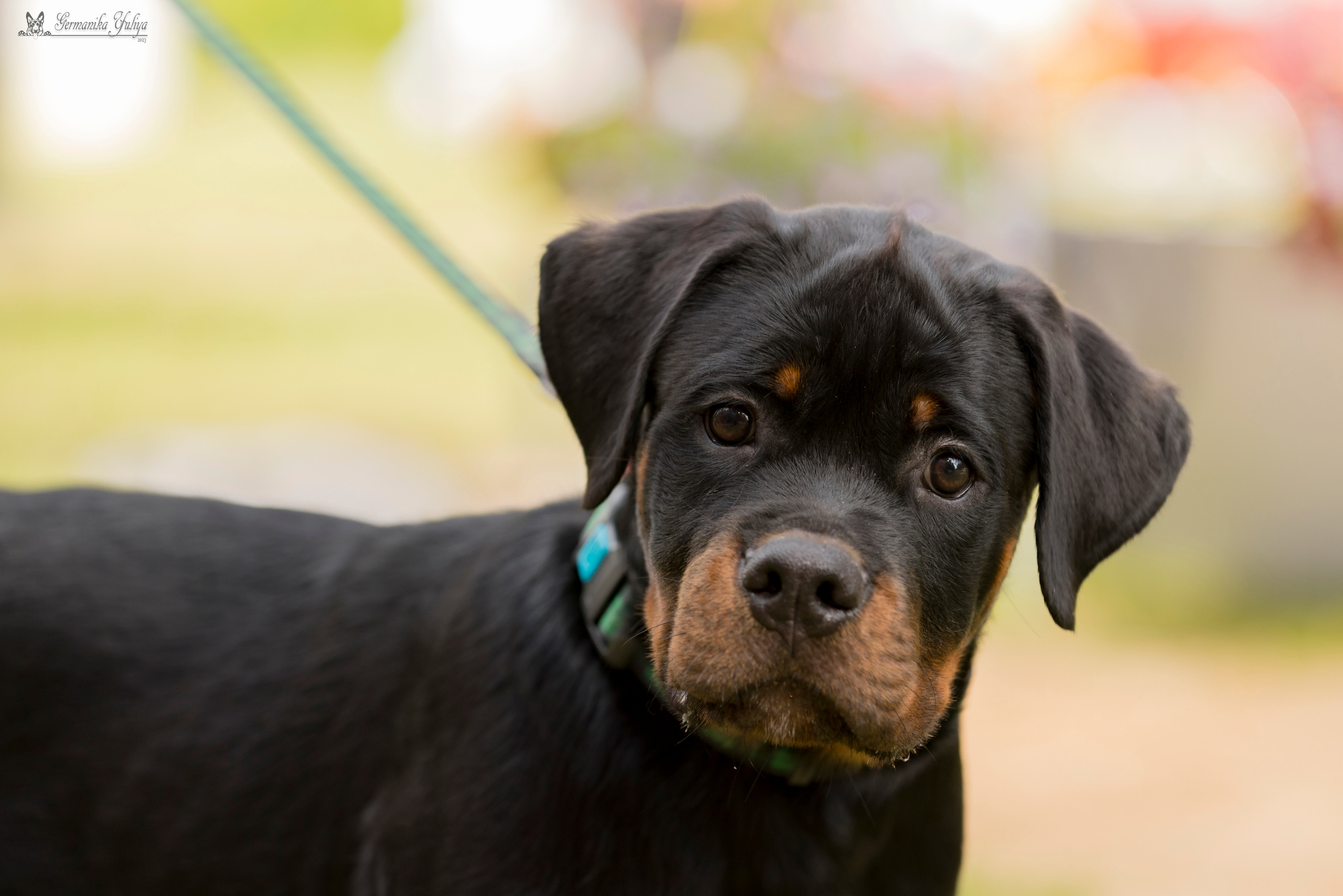 ПК и КЧК ротвейлеров Питер 22-23.07.2023. Фотограф-анималист Юлия Германика