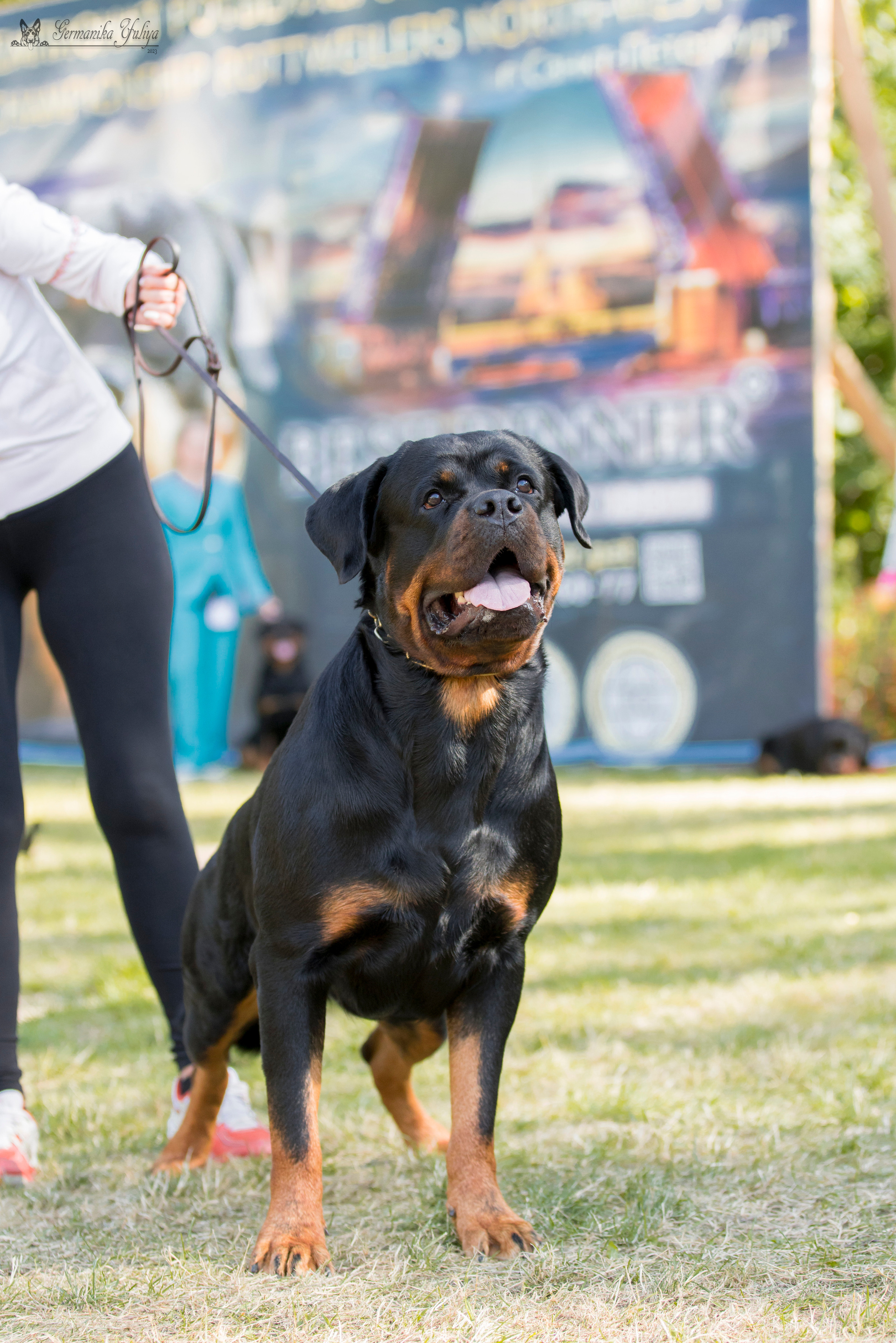 ПК и КЧК ротвейлеров Питер 22-23.07.2023. Фотограф-анималист Юлия Германика