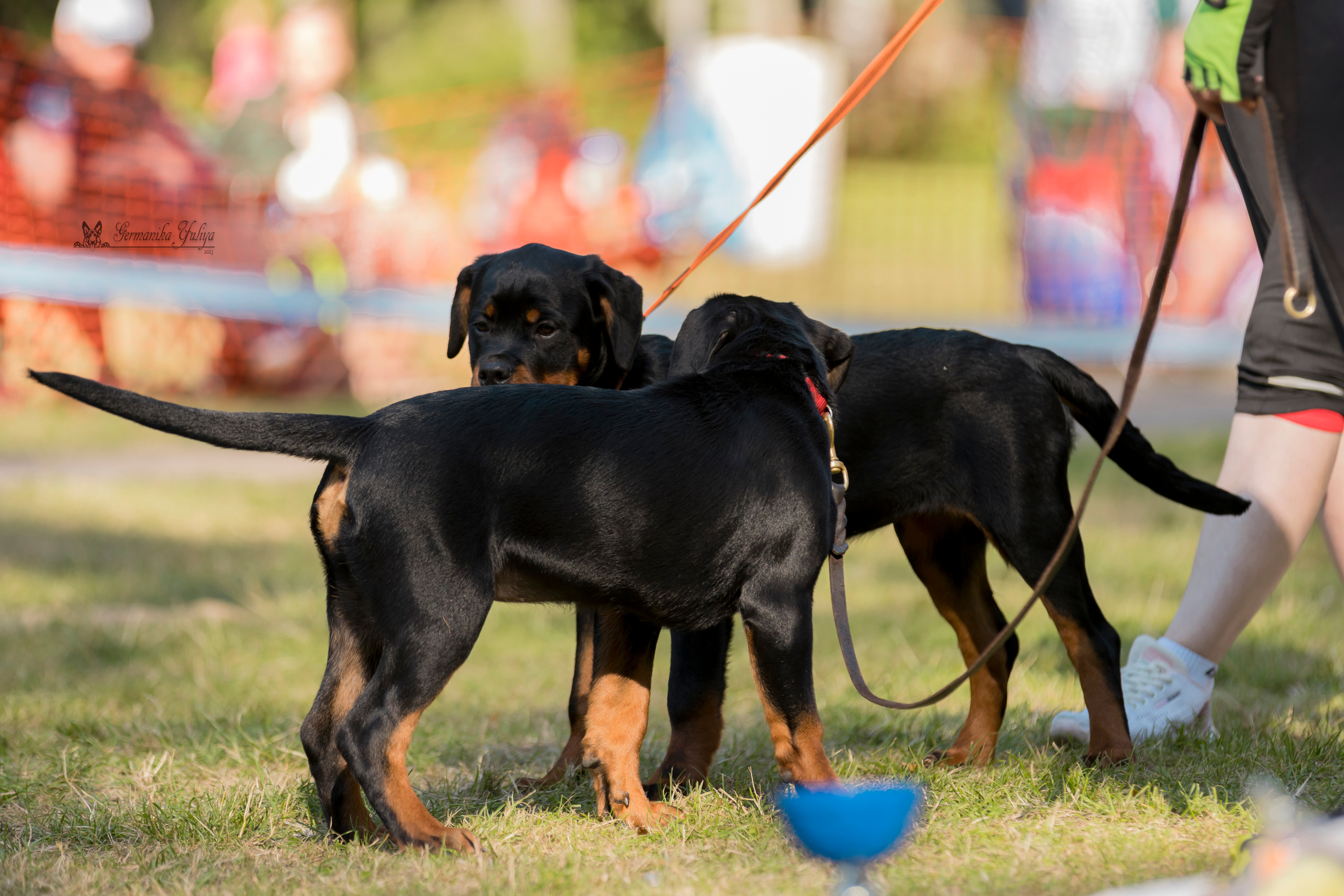 ПК и КЧК ротвейлеров Питер 22-23.07.2023. Фотограф-анималист Юлия Германика