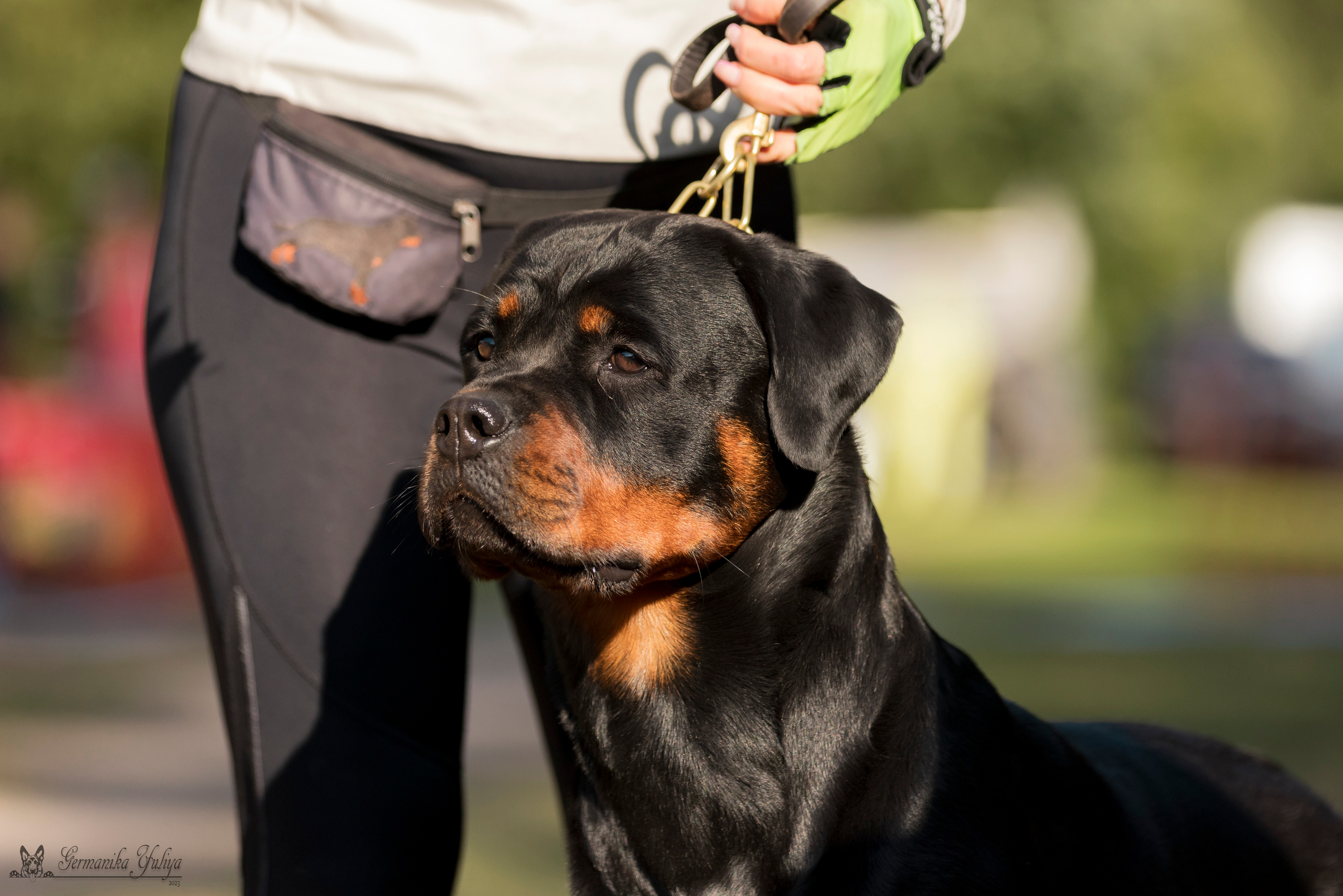 ПК и КЧК ротвейлеров Питер 22-23.07.2023. Фотограф-анималист Юлия Германика