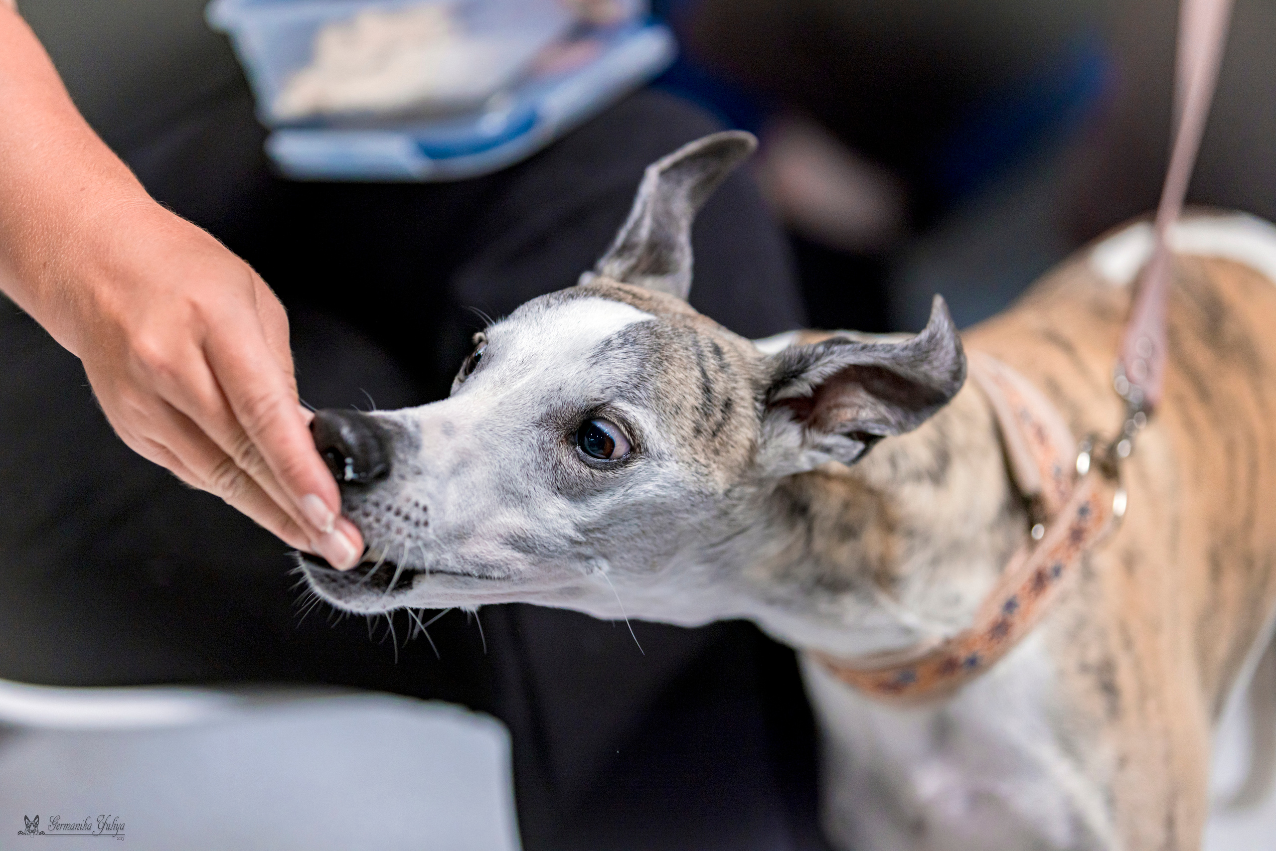 Крокус,Псков 5-6.08.2023. Фотограф-анималист Юлия Германика