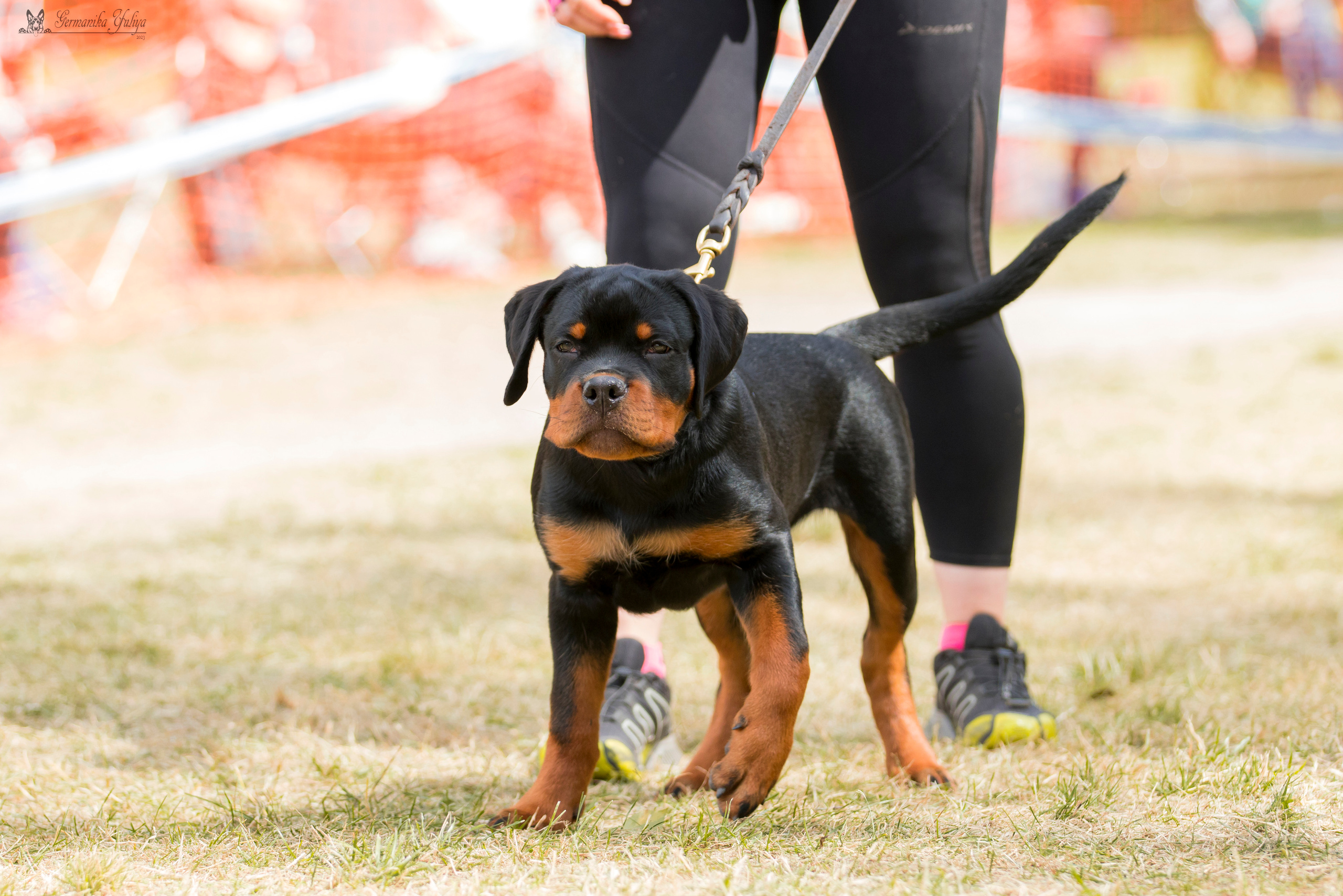 ПК и КЧК ротвейлеров Питер 22-23.07.2023. Фотограф-анималист Юлия Германика