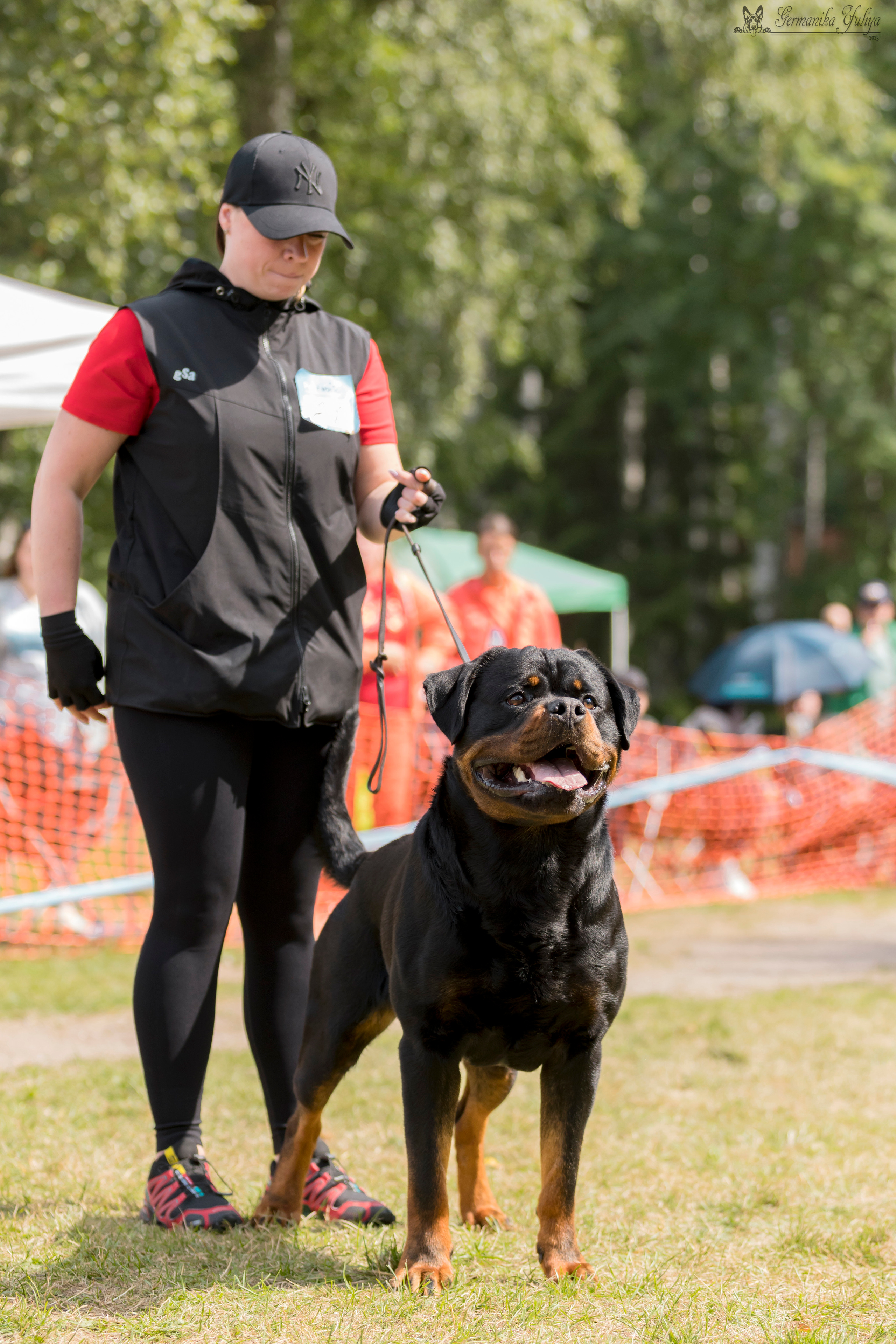 ПК и КЧК ротвейлеров Питер 22-23.07.2023. Фотограф-анималист Юлия Германика