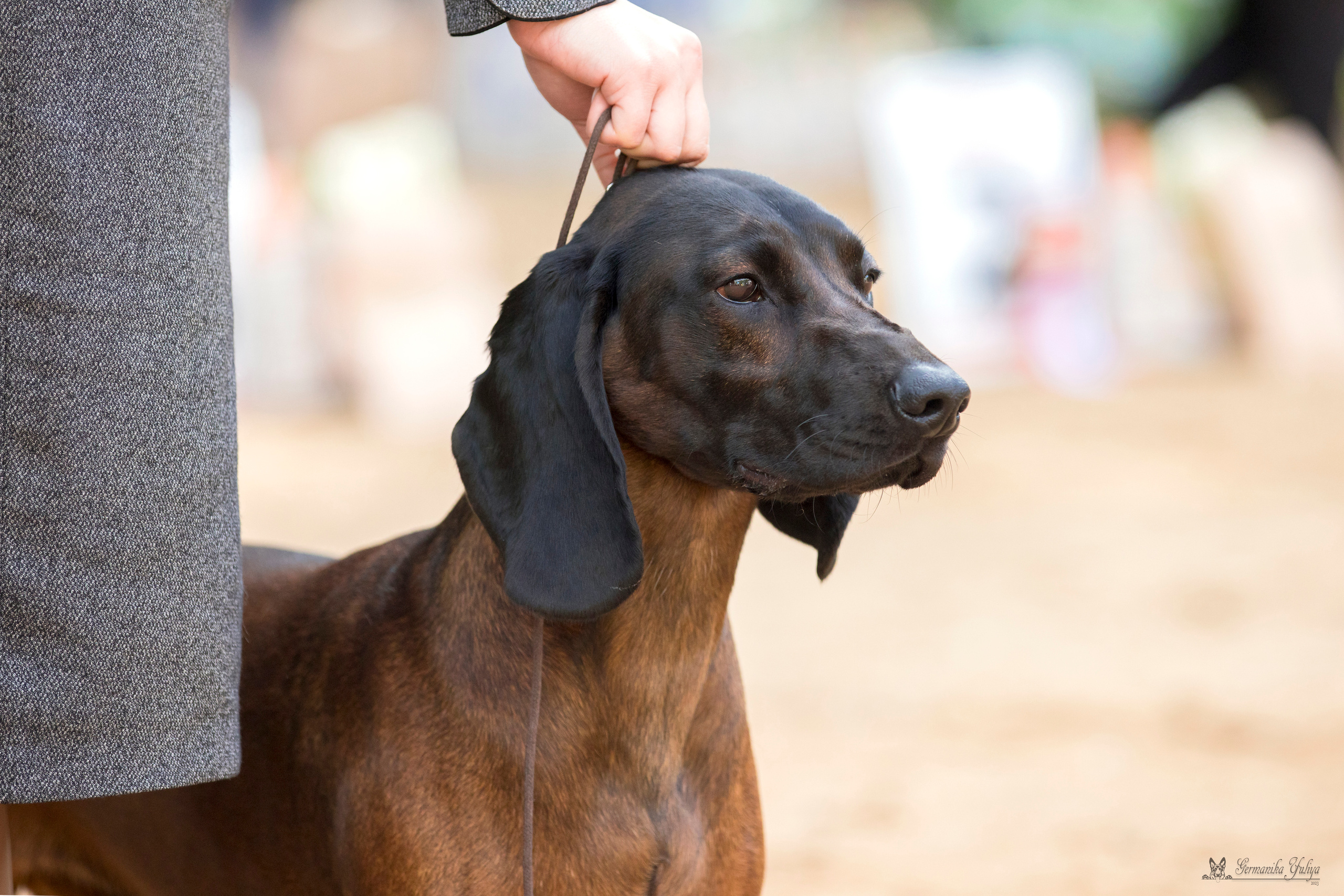 Сфера-Ховрино 29-30.07.2023. Фотограф-анималист Юлия Германика