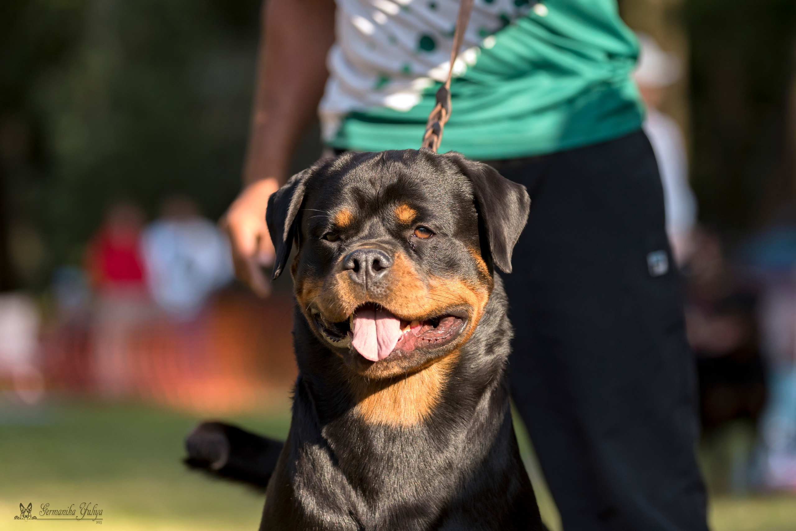ПК и КЧК ротвейлеров Питер 22-23.07.2023. Фотограф-анималист Юлия Германика
