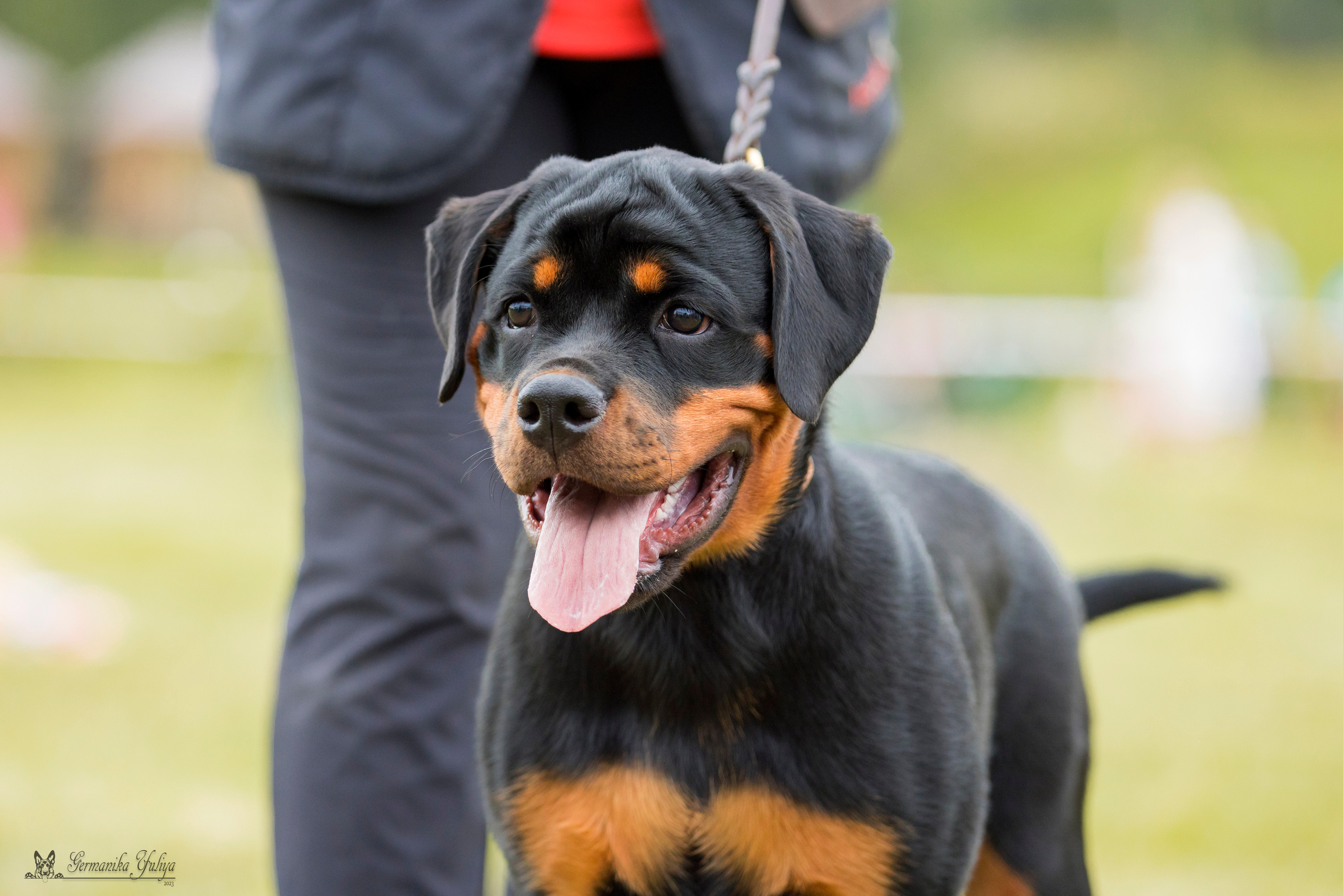 Рязань моно ротвейлеров 12.08.2023. Фотограф-анималист Юлия Германика