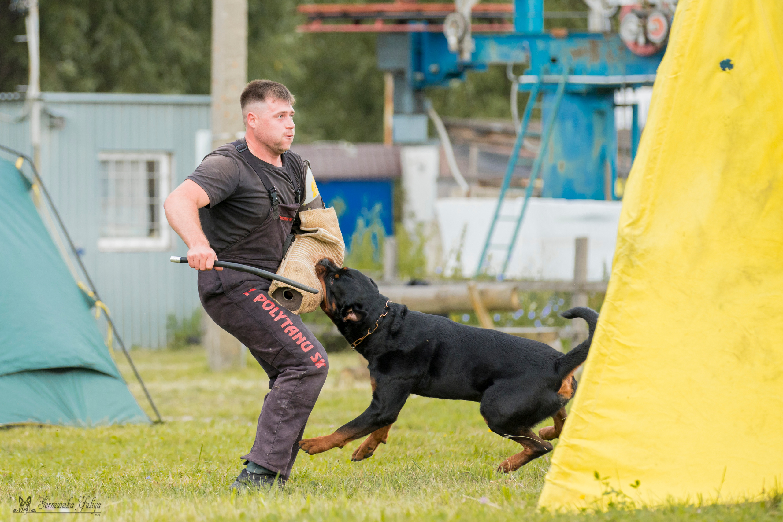 Рязань моно ротвейлеров 12.08.2023. Фотограф-анималист Юлия Германика