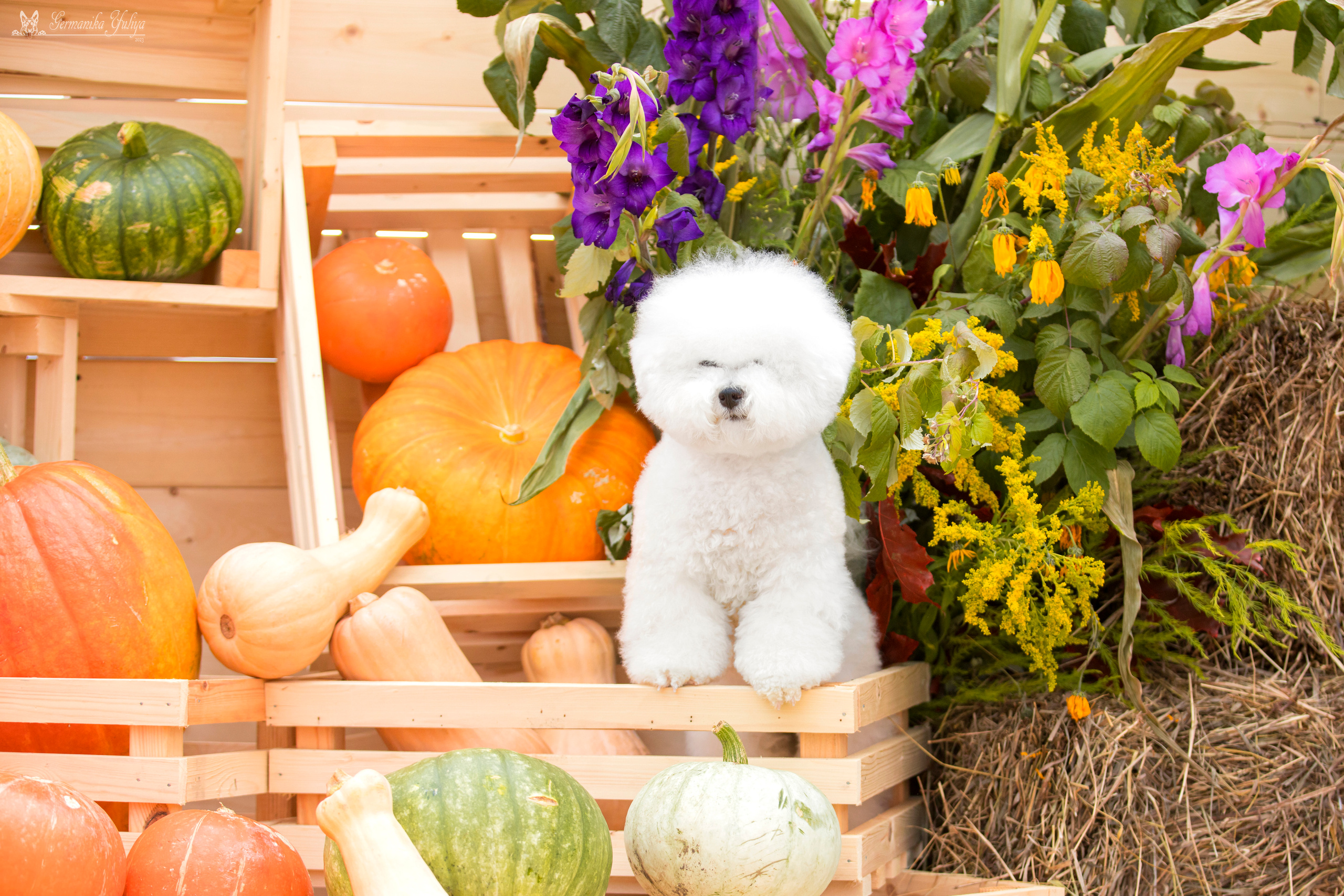 Питер 2-3.09.2023. Фотограф-анималист Юлия Германика