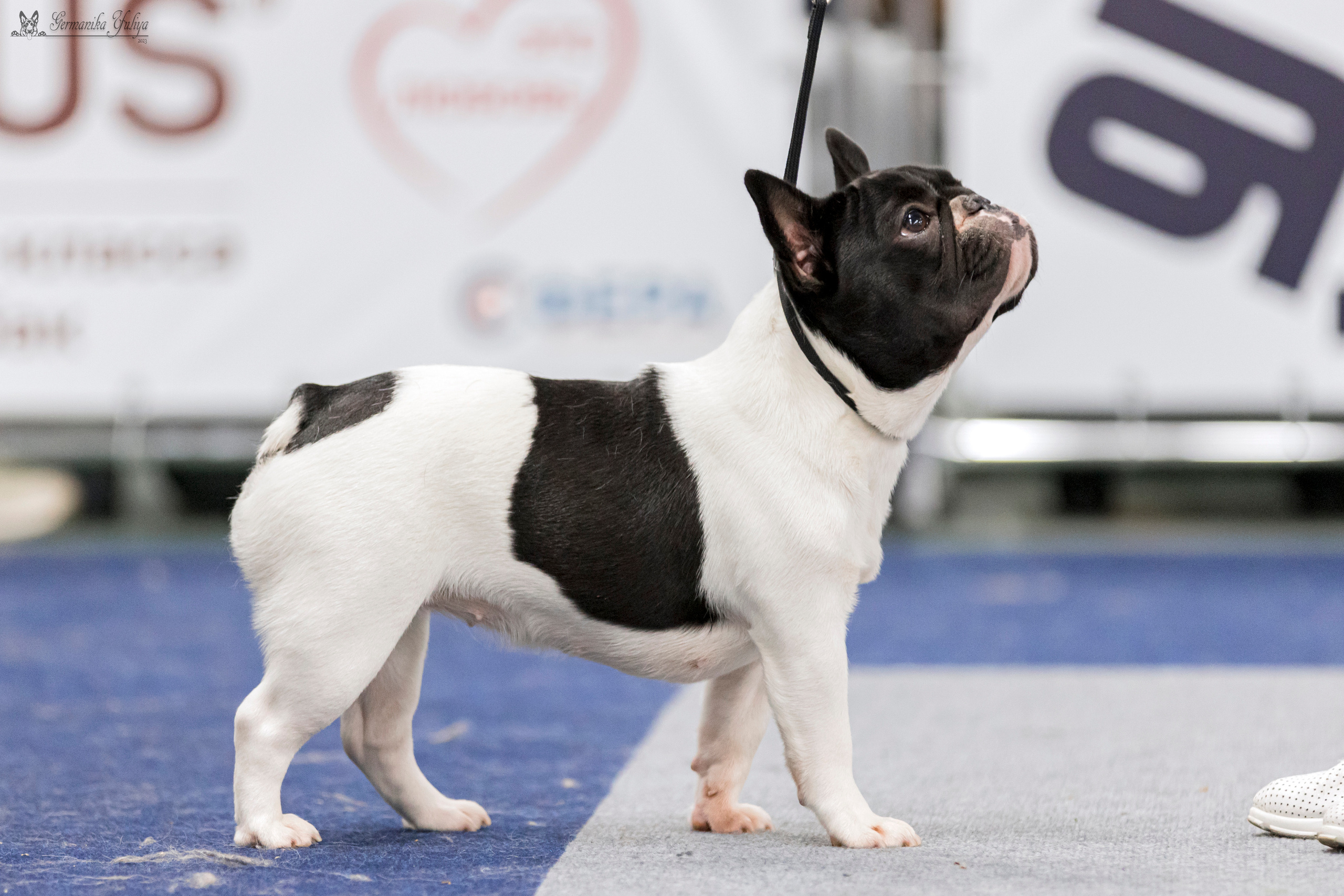 Сфера-Ховрино 29-30.07.2023. Фотограф-анималист Юлия Германика