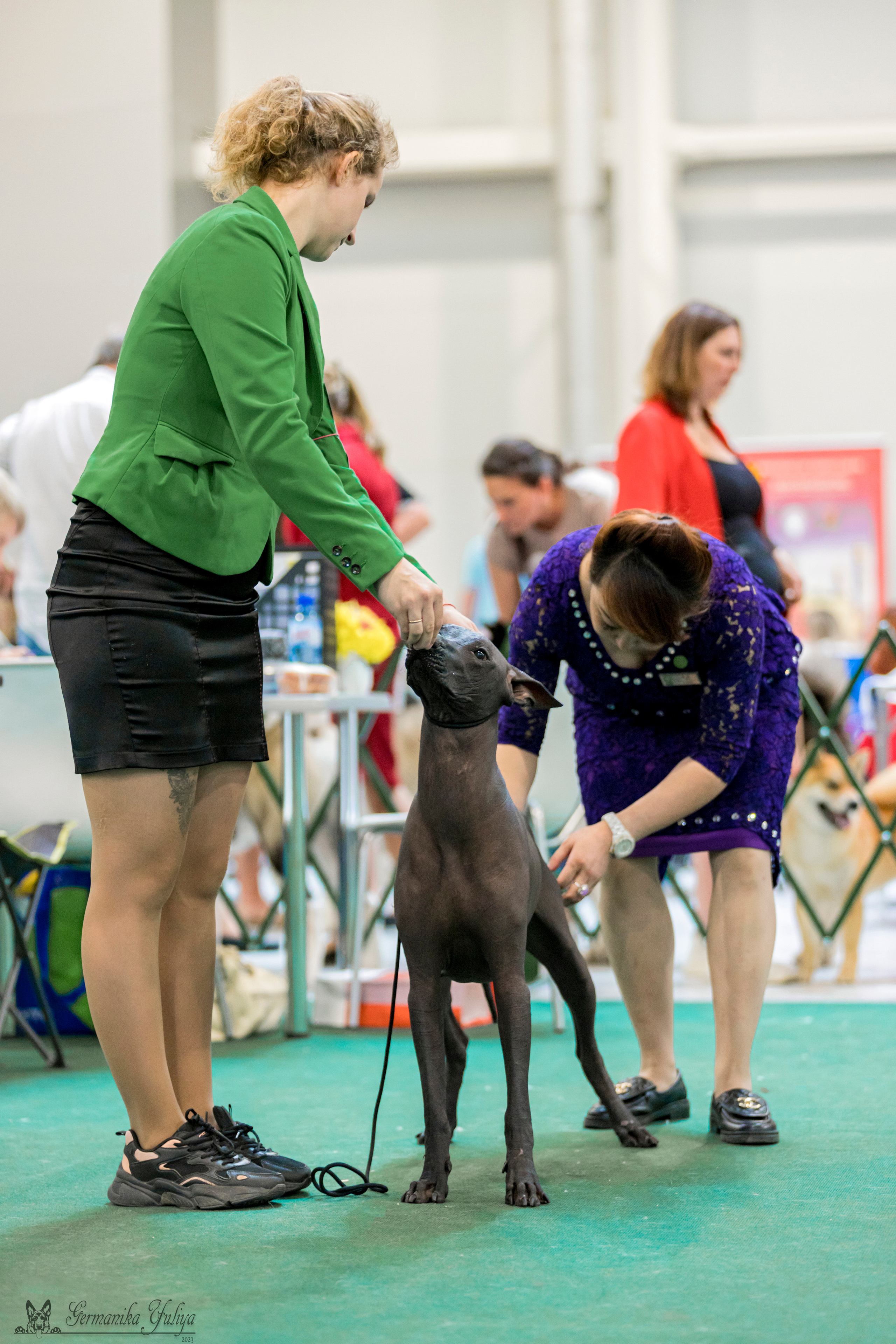 Крокус,Псков 5-6.08.2023. Фотограф-анималист Юлия Германика